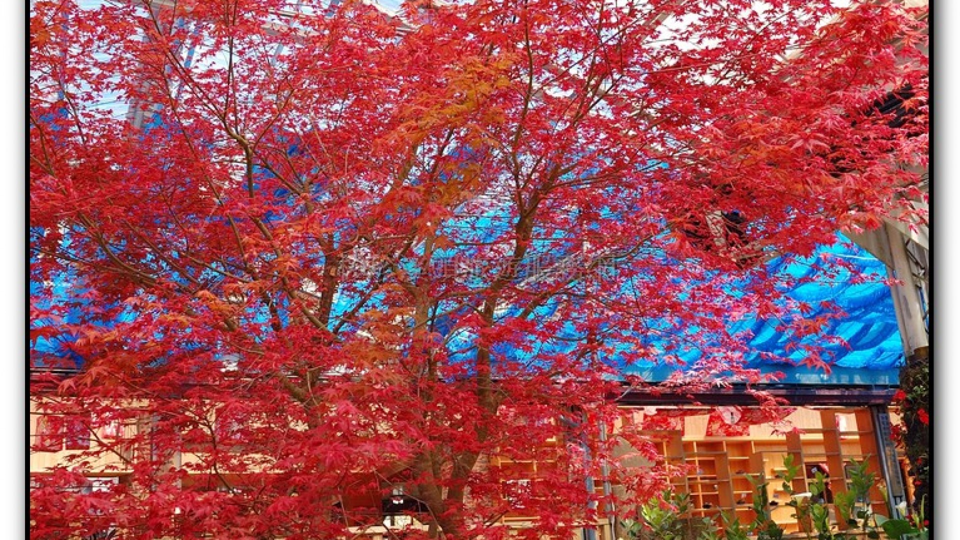 玻璃花坊-杉林溪旅遊景點