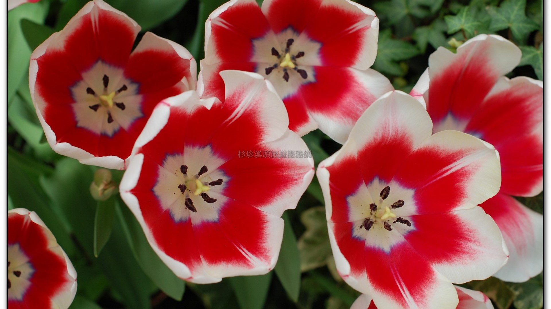 玻璃花坊-杉林溪旅遊景點