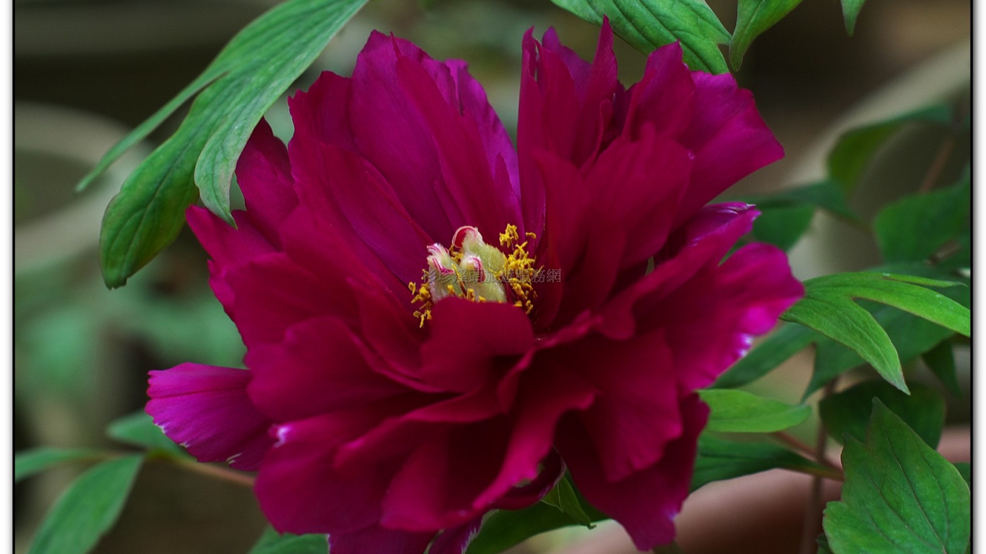 玻璃花坊-杉林溪旅遊景點