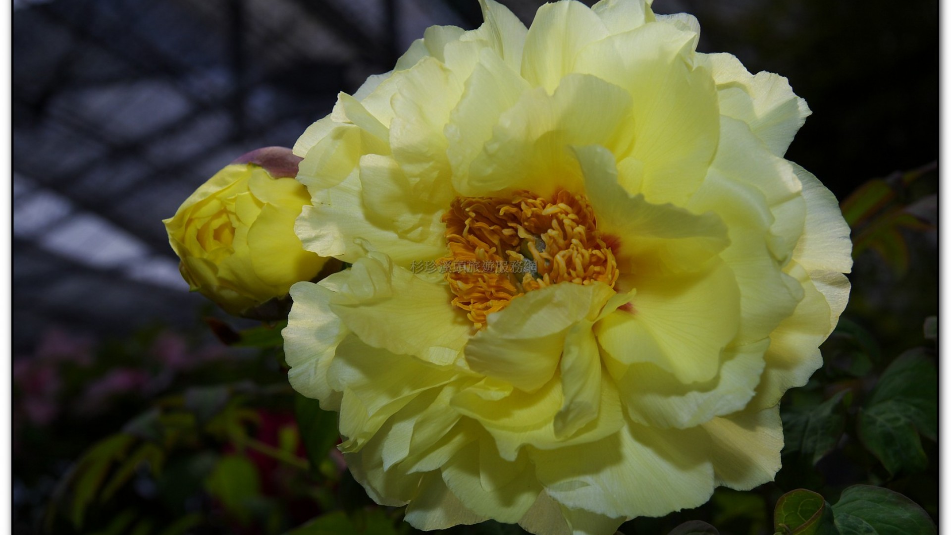 玻璃花坊-杉林溪旅遊景點