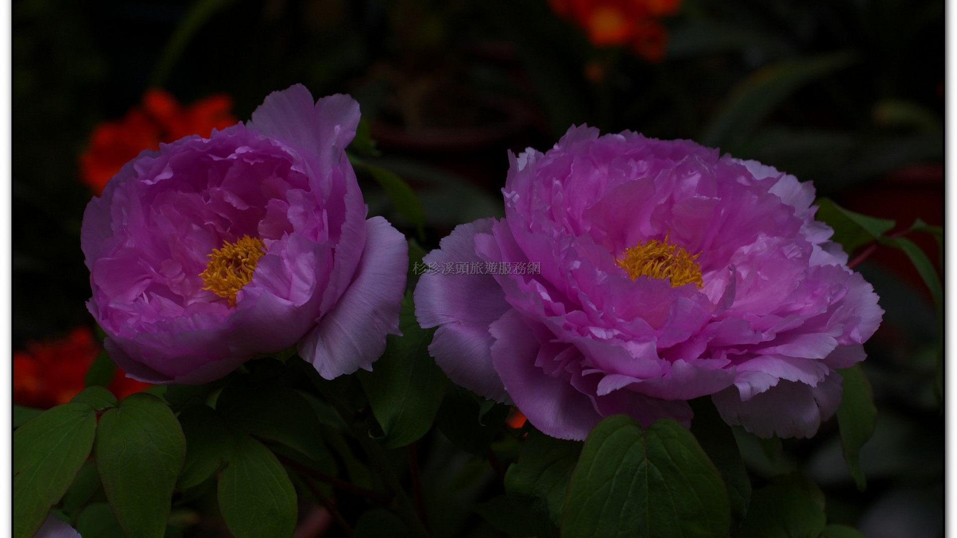 玻璃花坊-杉林溪旅遊景點