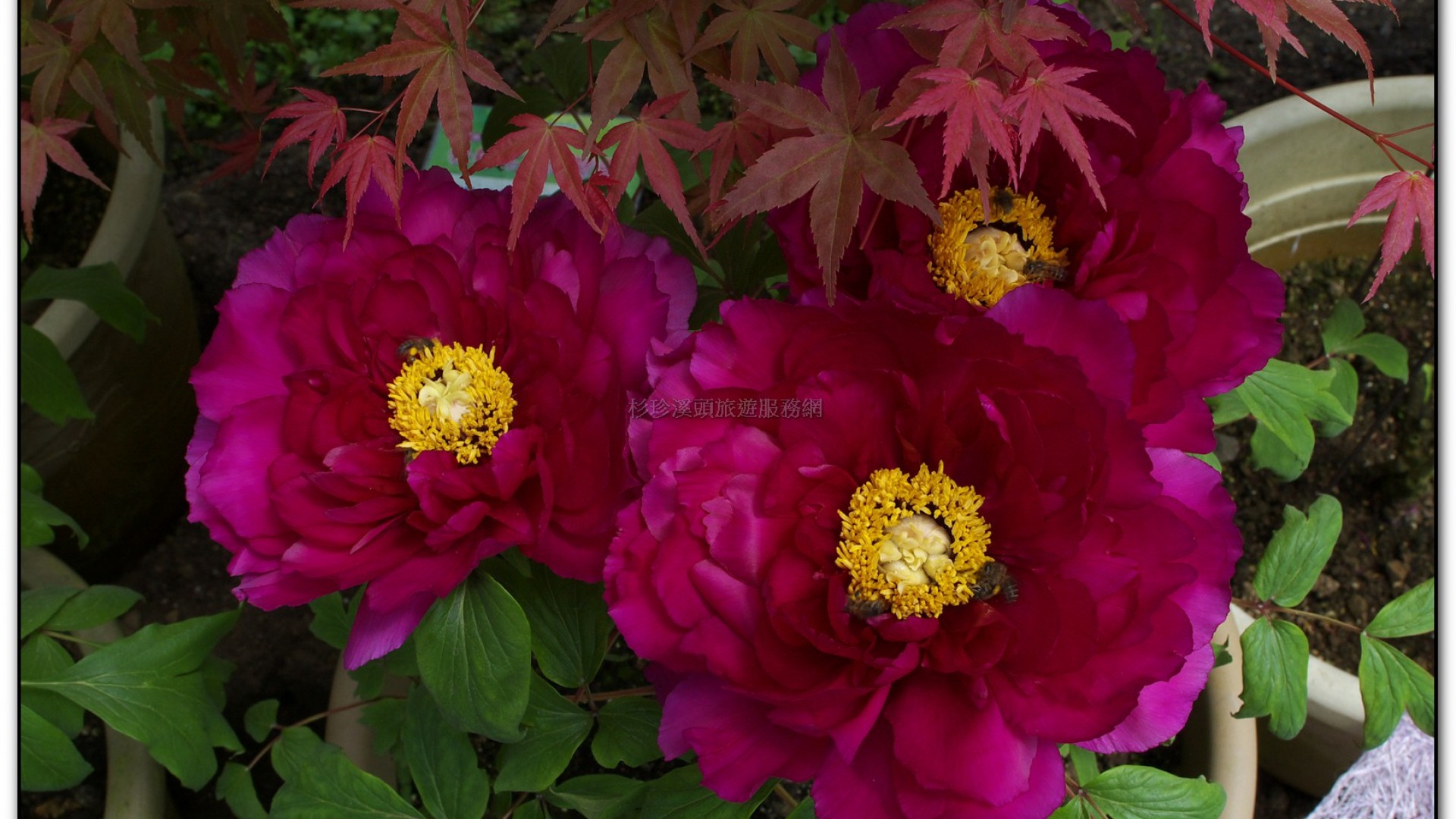 玻璃花坊-杉林溪旅遊景點