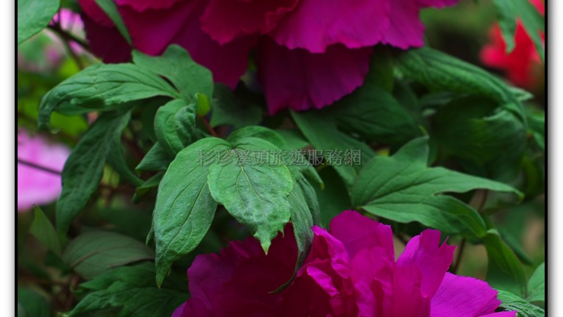 玻璃花坊-杉林溪旅遊景點