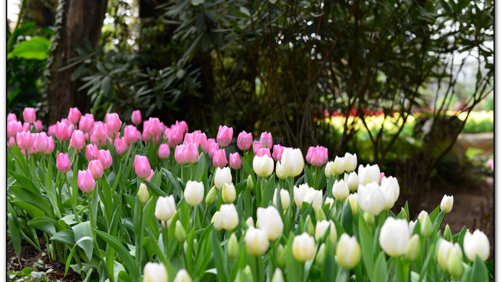 玻璃花坊-杉林溪旅遊景點