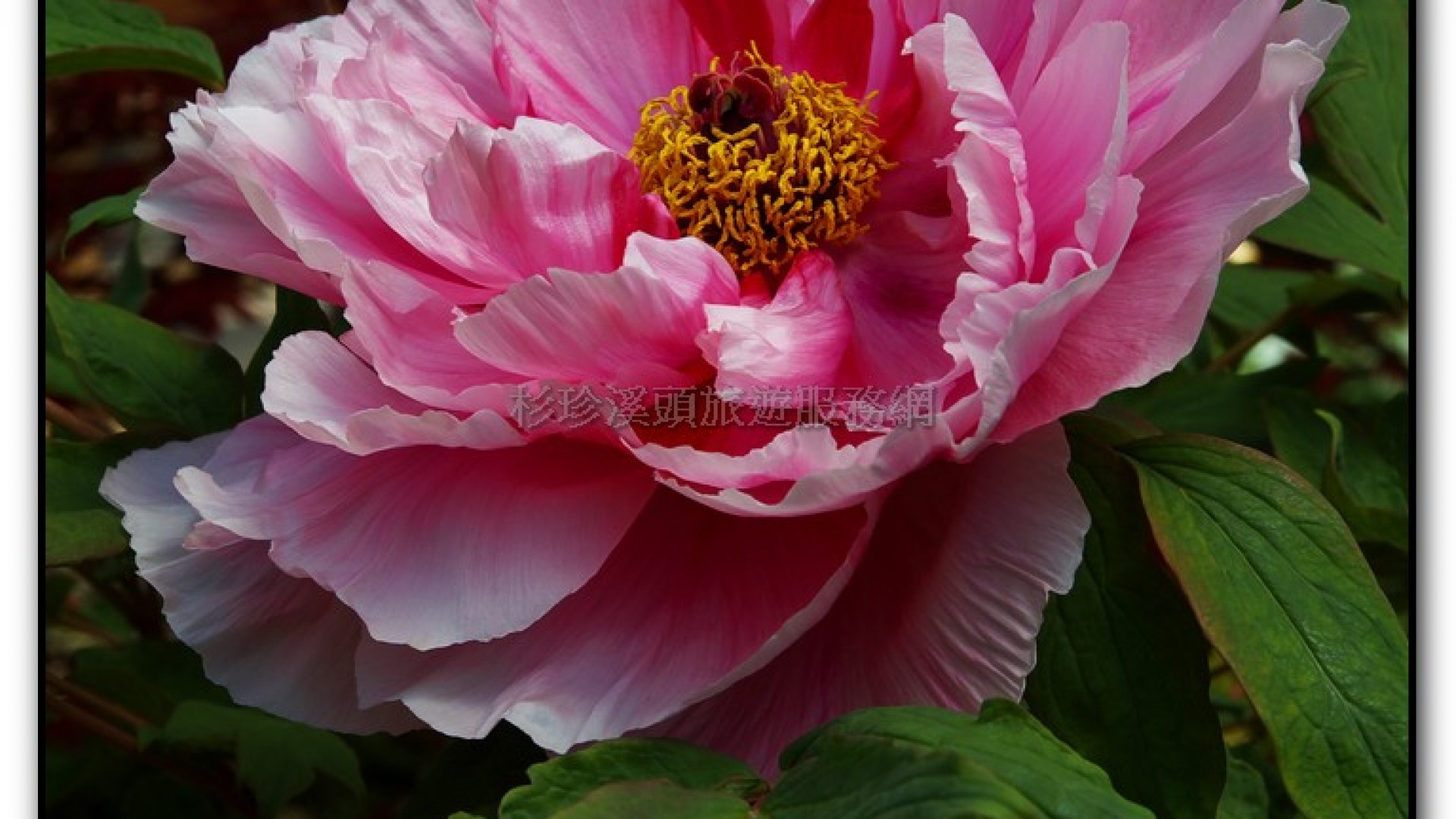 玻璃花坊-杉林溪旅遊景點