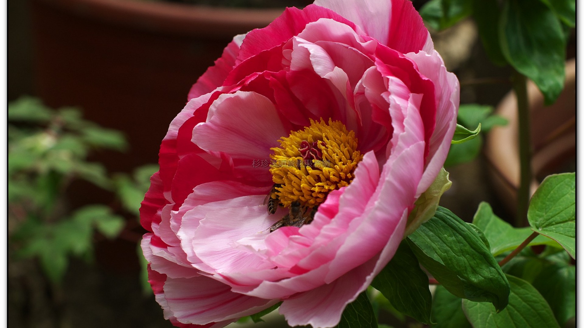 玻璃花坊-杉林溪旅遊景點