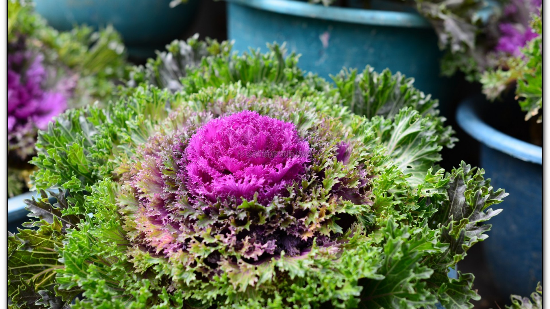 玻璃花坊-杉林溪旅遊景點