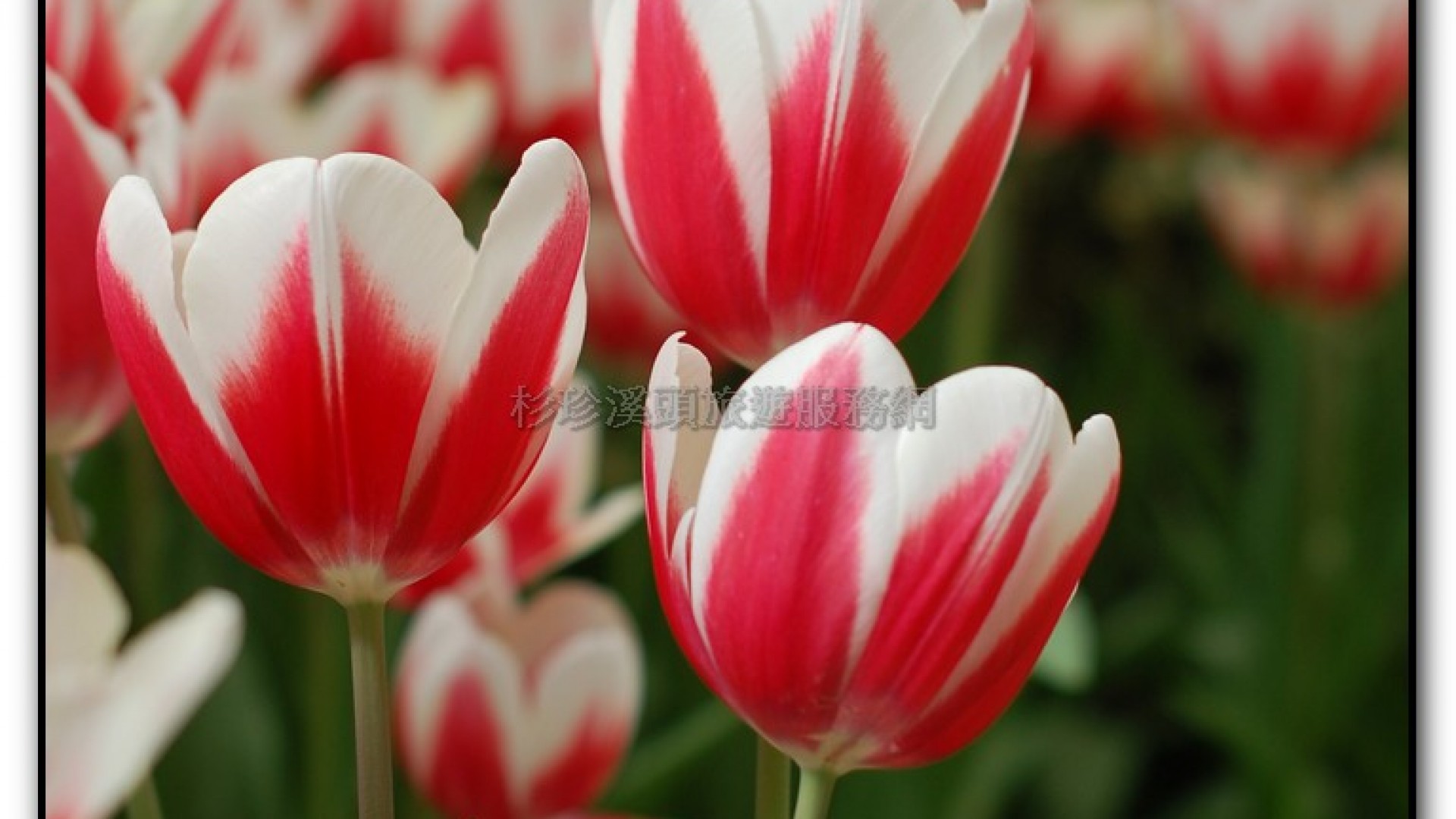 玻璃花坊-杉林溪旅遊景點