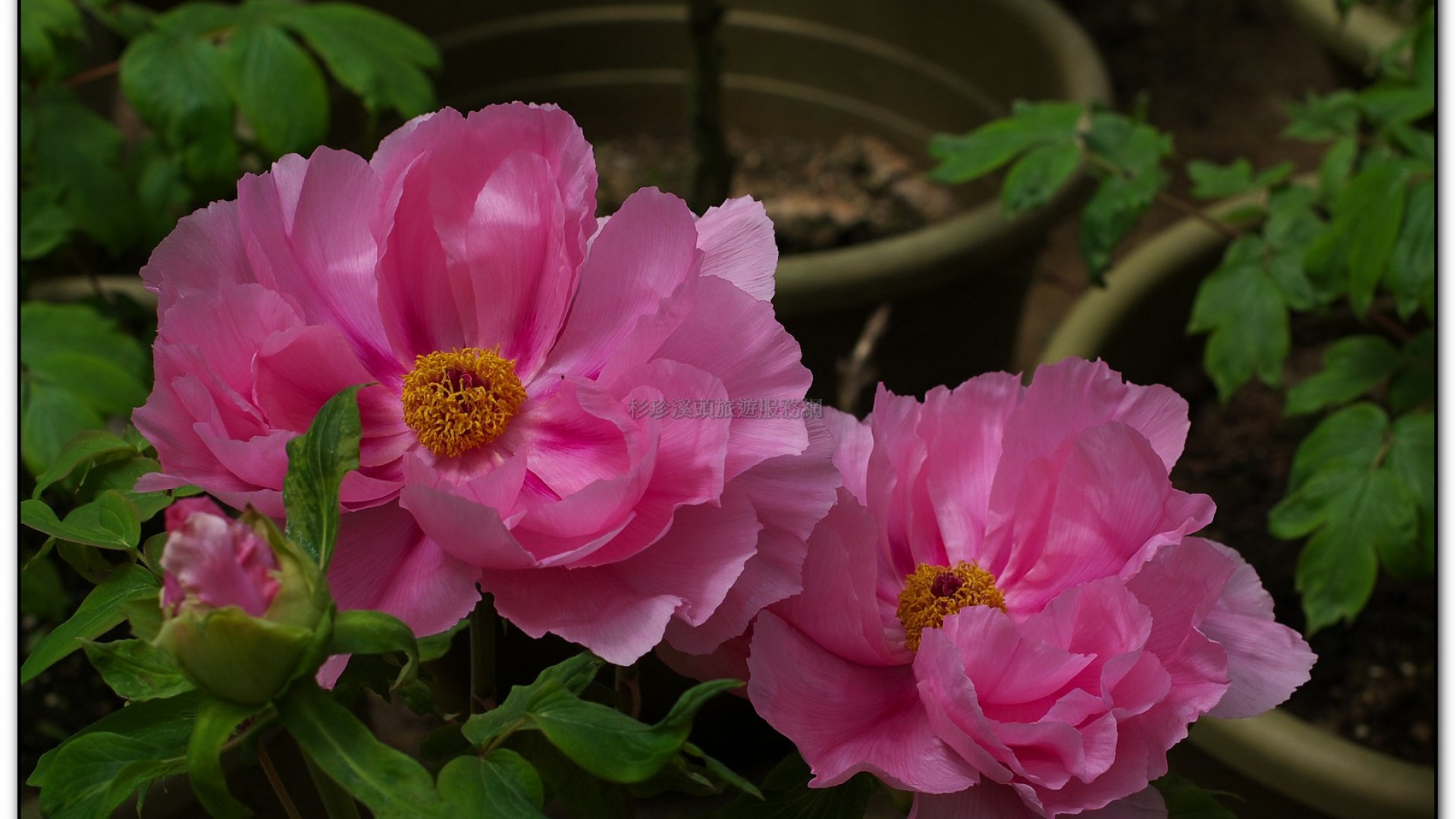 玻璃花坊-杉林溪旅遊景點