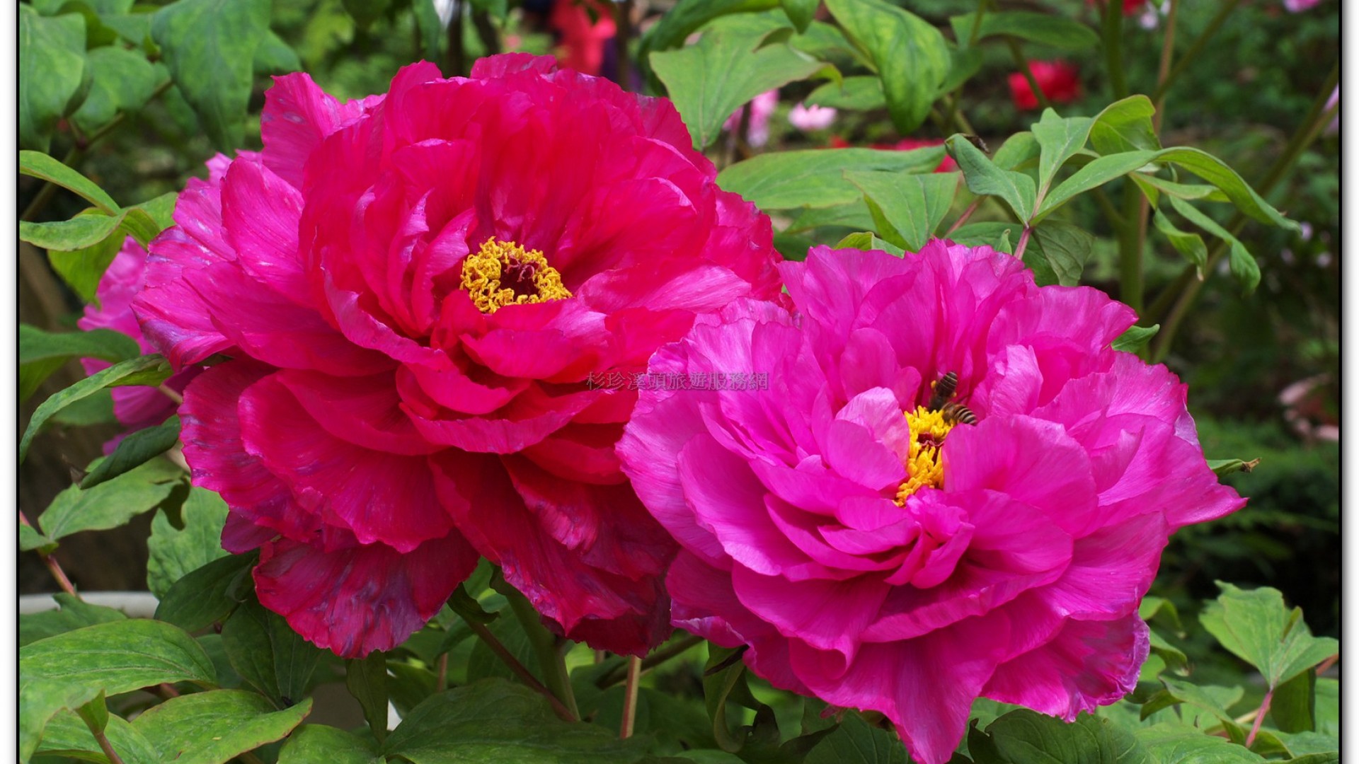 玻璃花坊-杉林溪旅遊景點