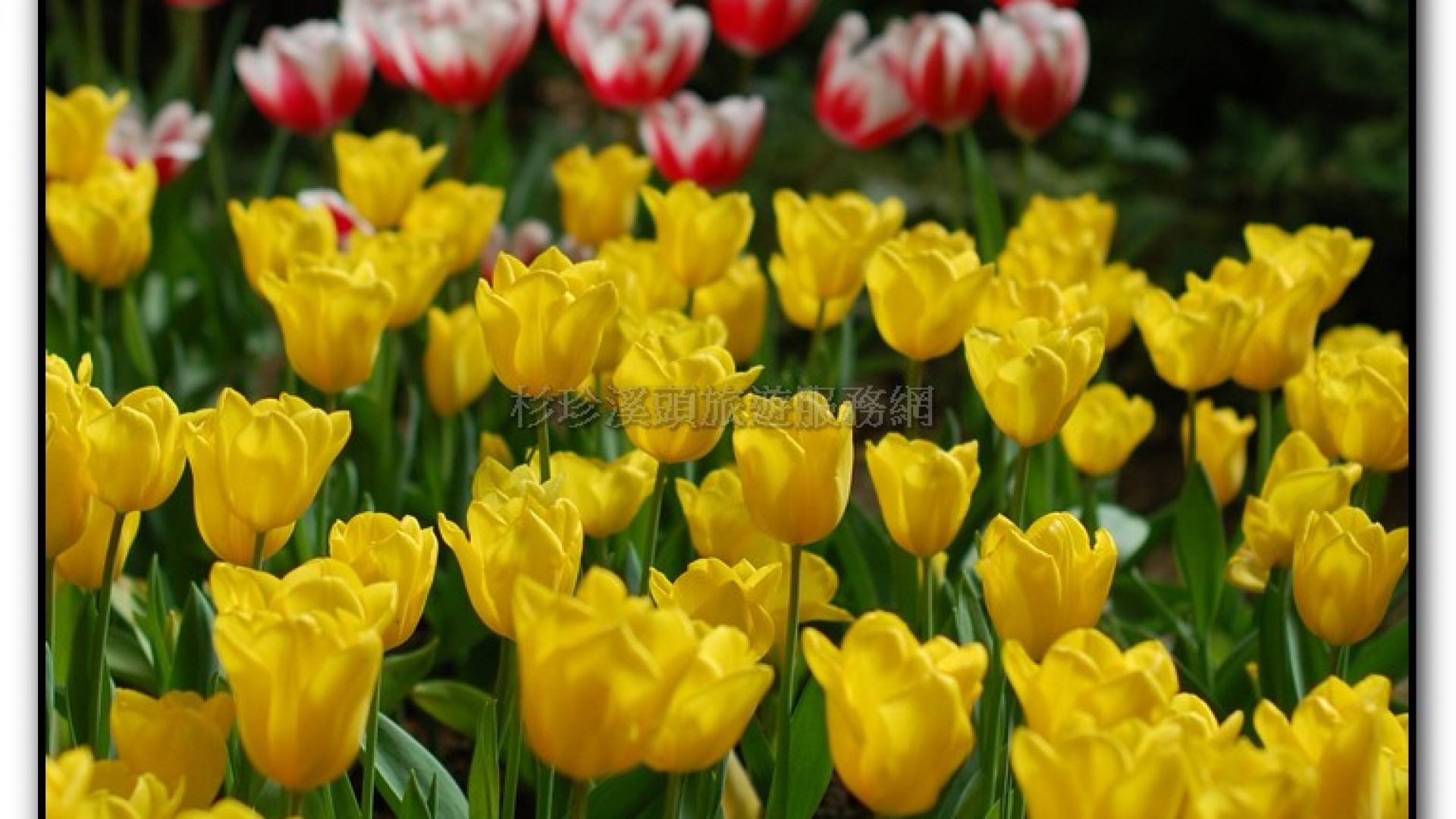 玻璃花坊-杉林溪旅遊景點