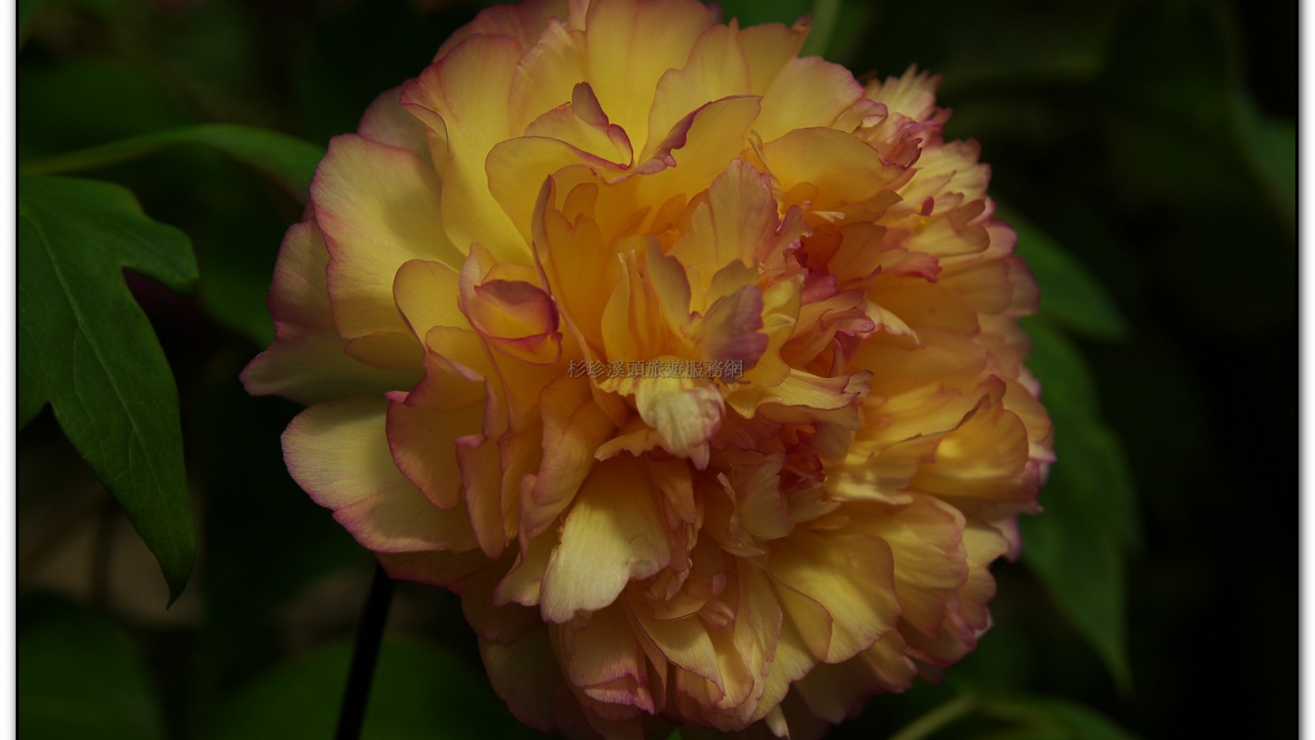 玻璃花坊-杉林溪旅遊景點