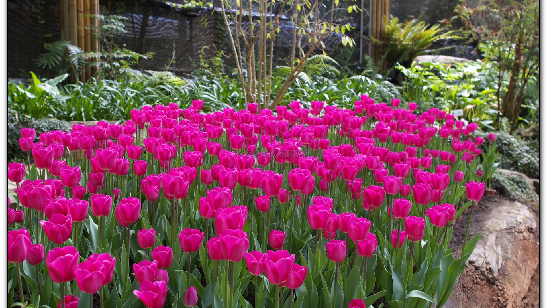 玻璃花坊-杉林溪旅遊景點