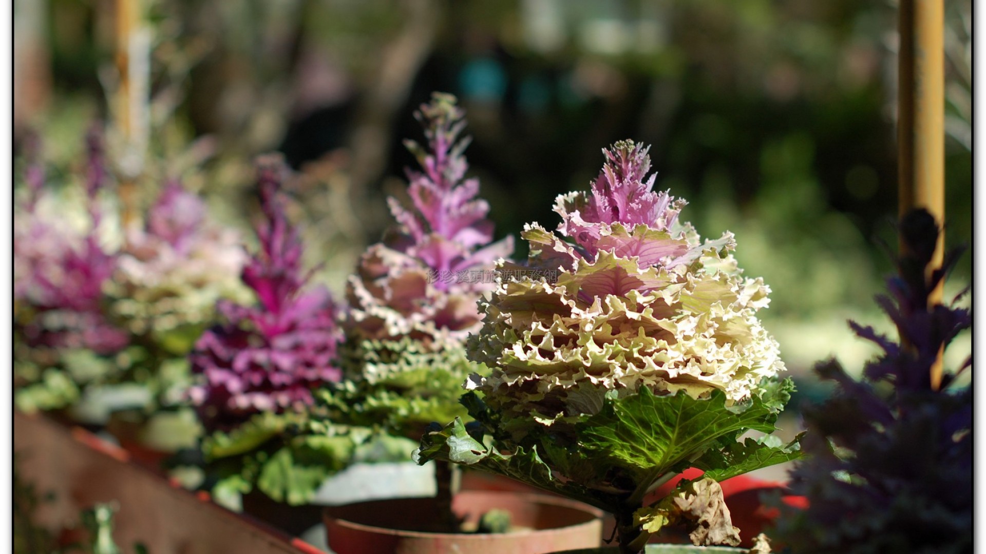 玻璃花坊-杉林溪旅遊景點