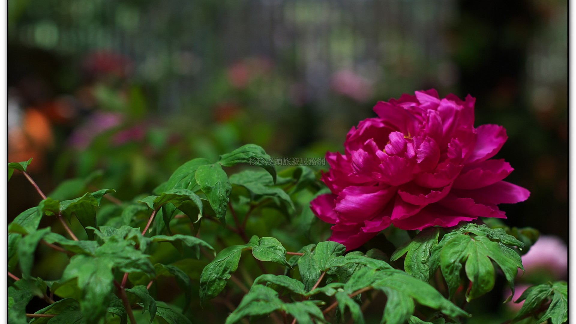 玻璃花坊-杉林溪旅遊景點