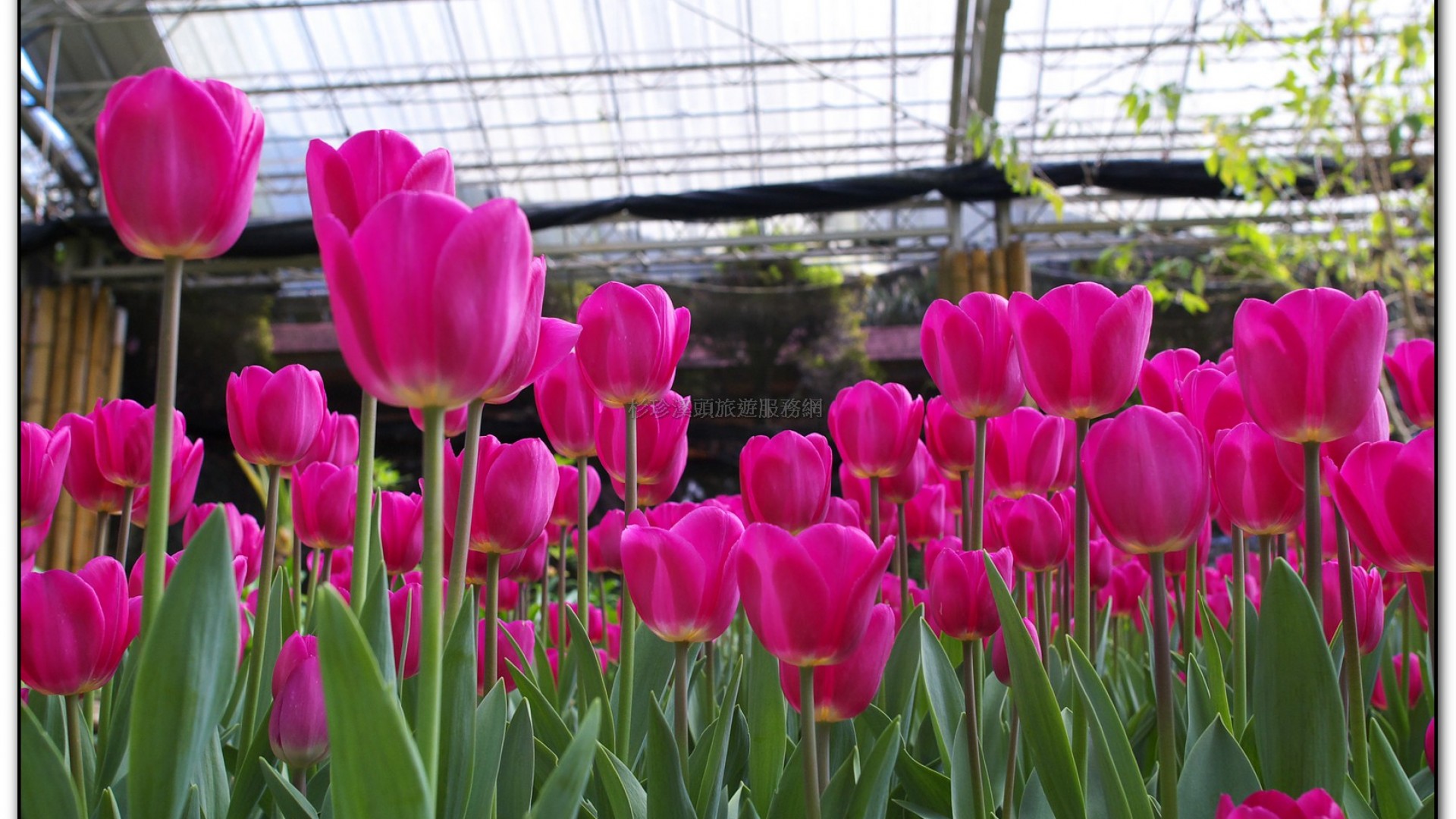 玻璃花坊-杉林溪旅遊景點