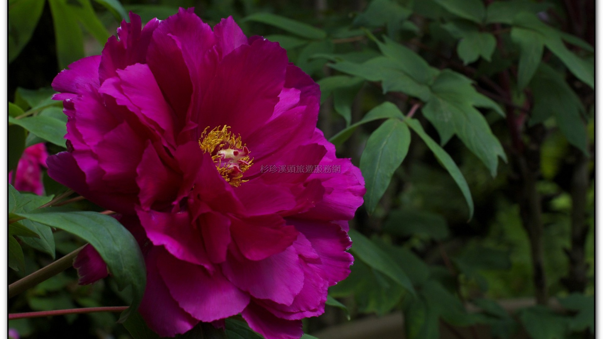 玻璃花坊-杉林溪旅遊景點