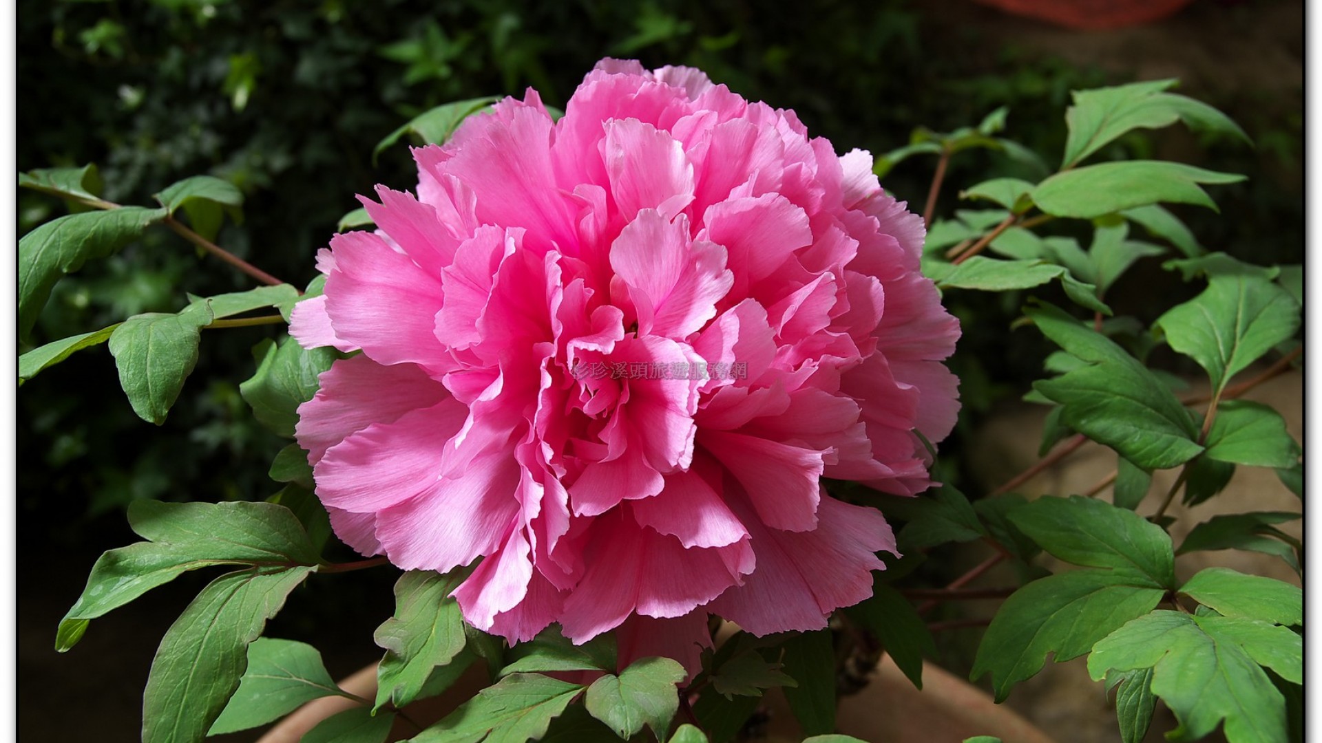 玻璃花坊-杉林溪旅遊景點