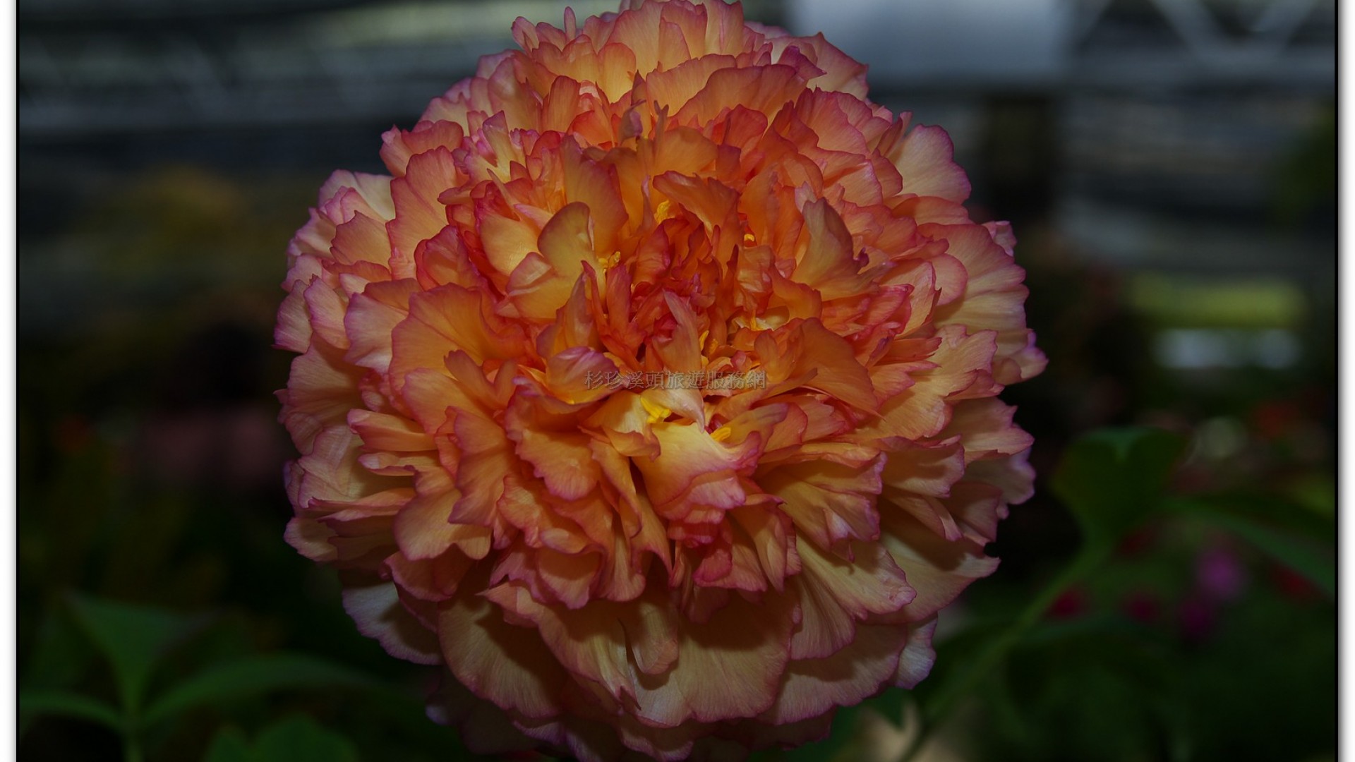 玻璃花坊-杉林溪旅遊景點