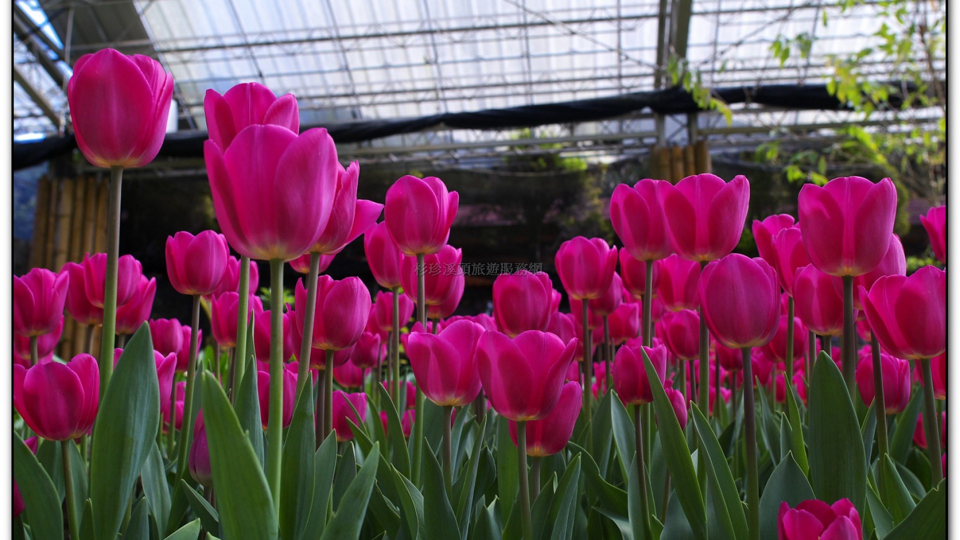 玻璃花坊-杉林溪旅遊景點