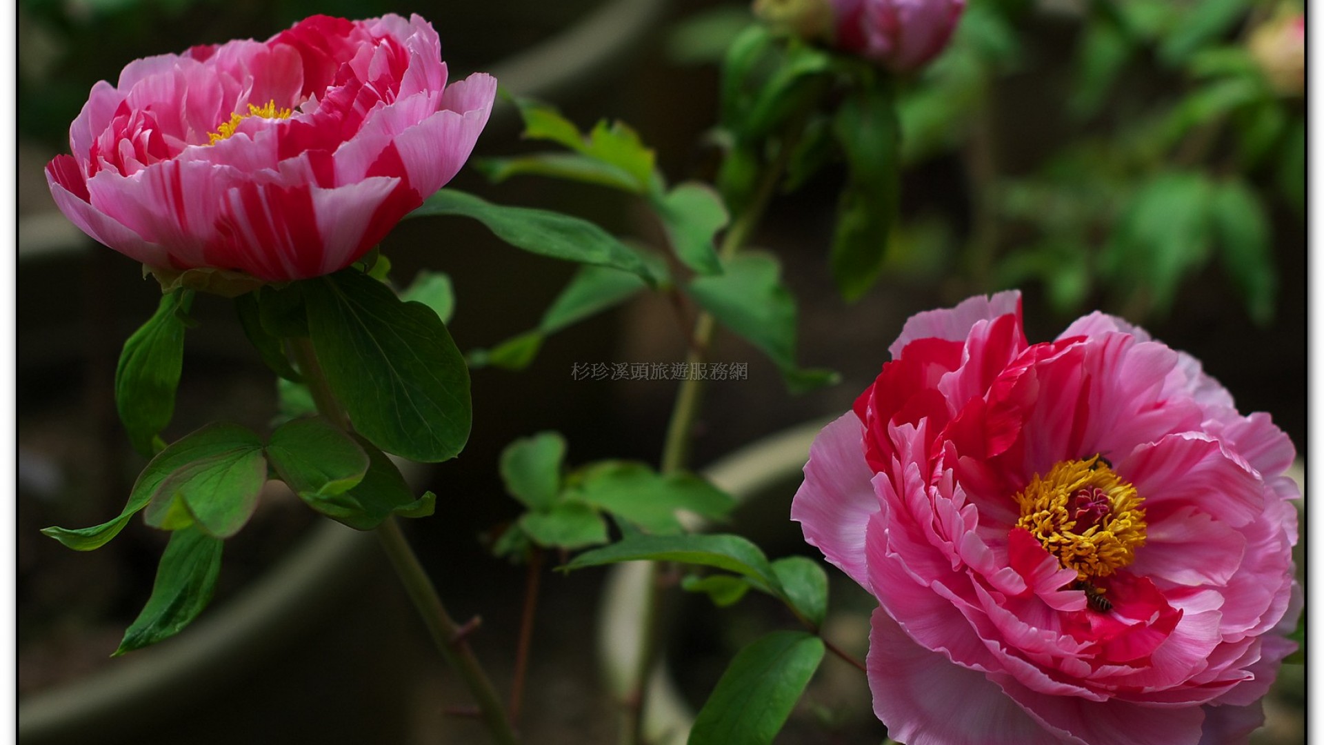 玻璃花坊-杉林溪旅遊景點