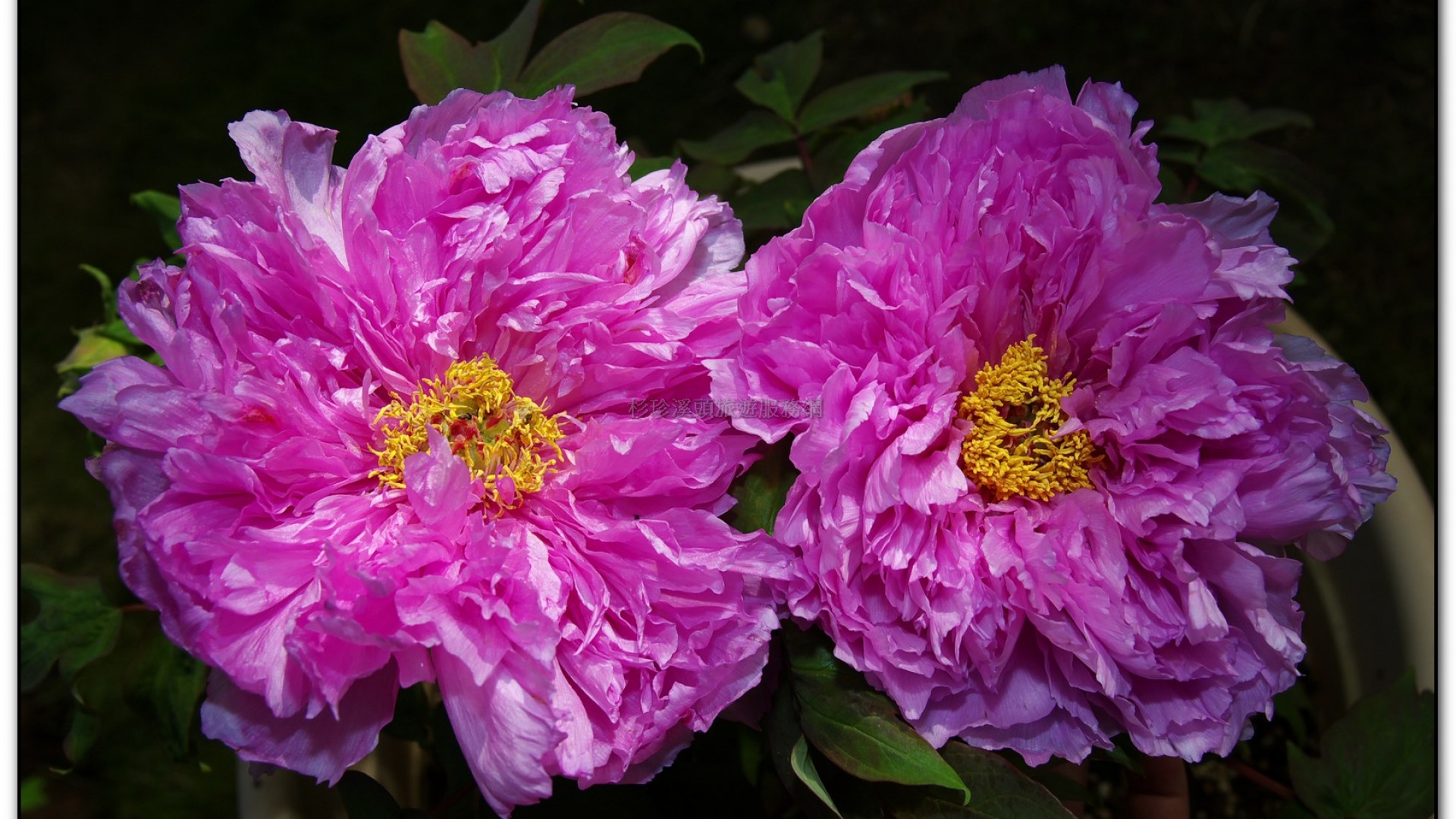 玻璃花坊-杉林溪旅遊景點