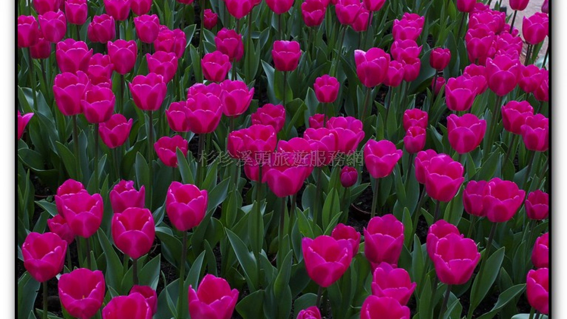 玻璃花坊-杉林溪旅遊景點