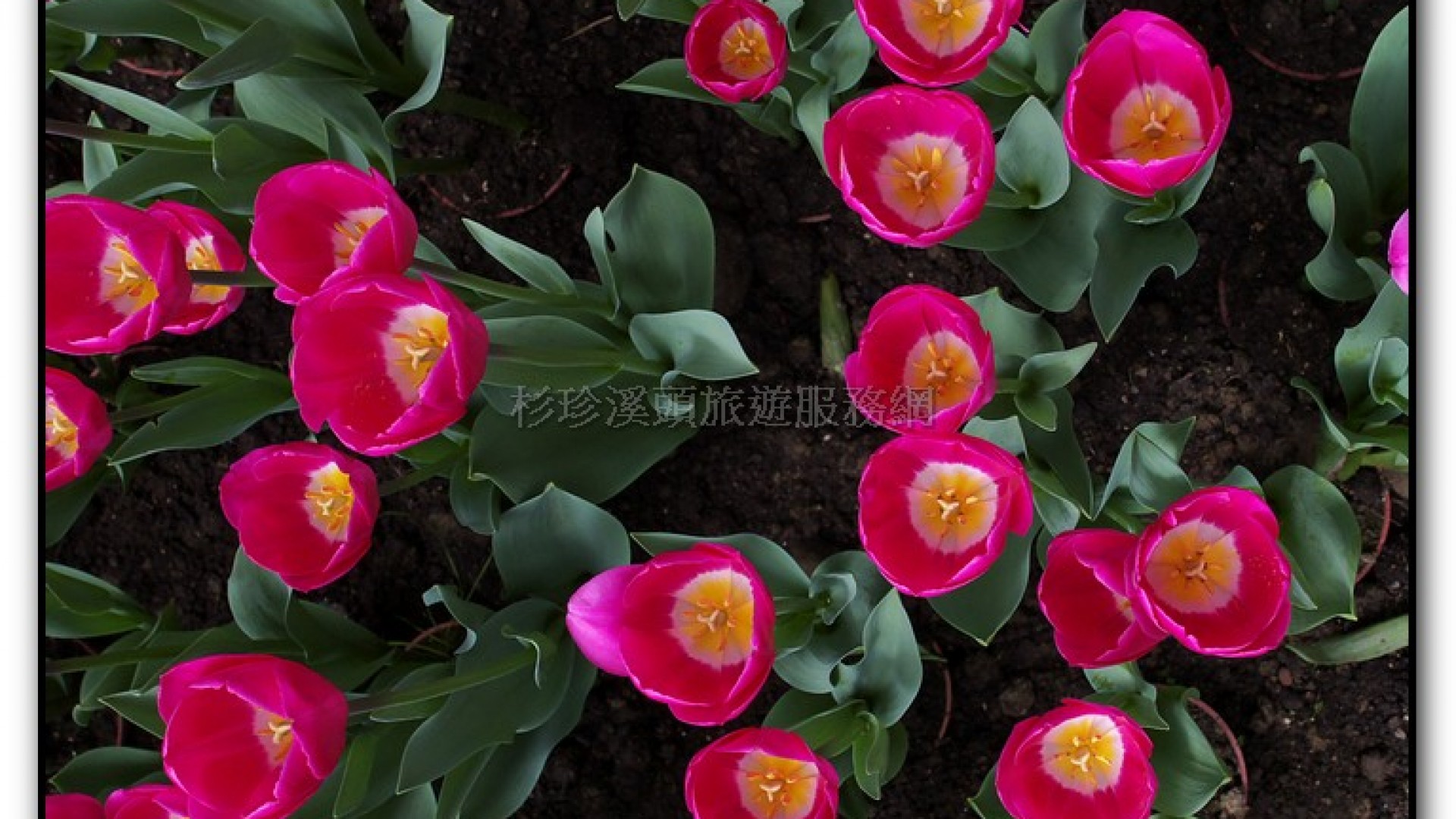 玻璃花坊-杉林溪旅遊景點