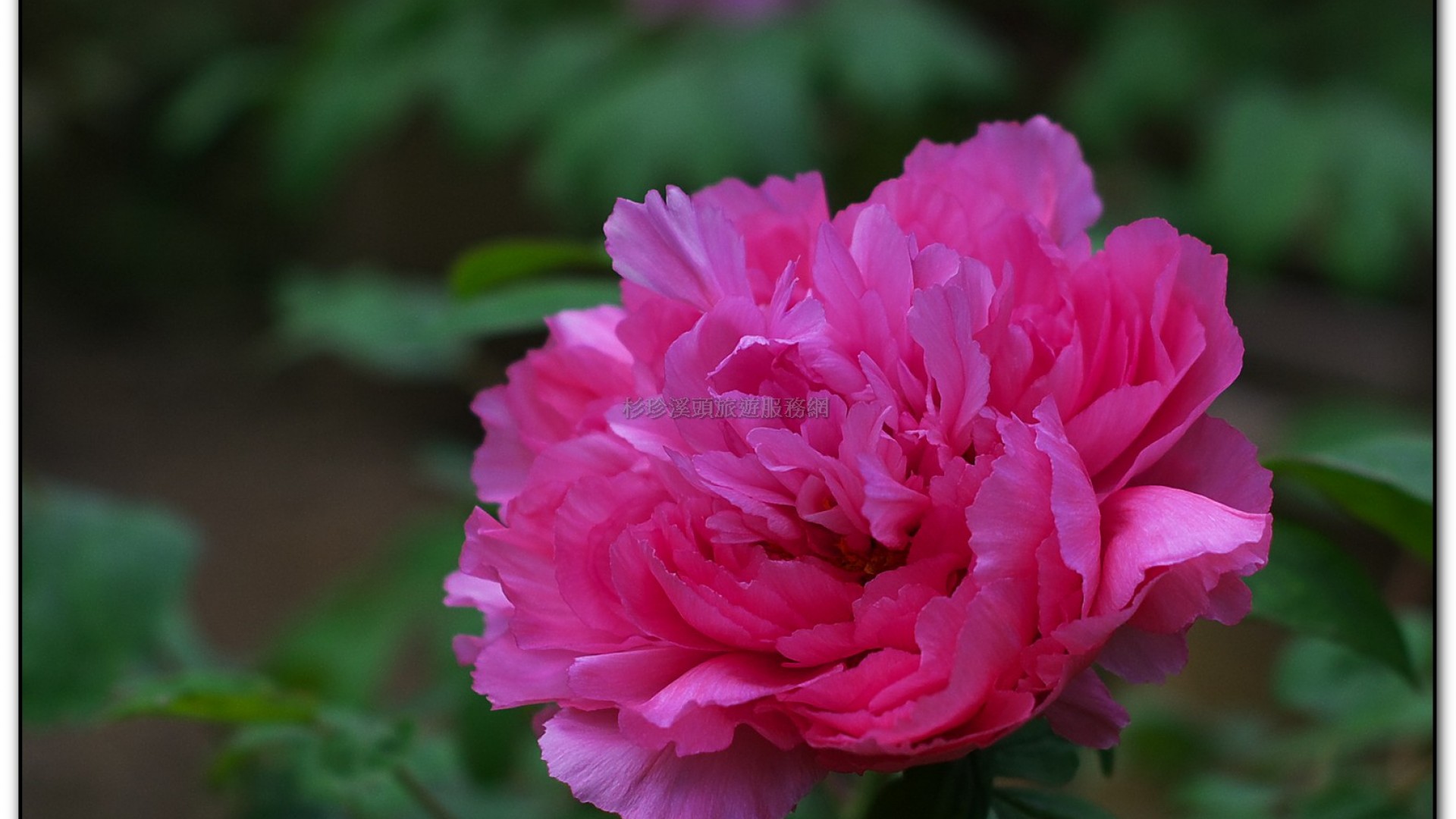 玻璃花坊-杉林溪旅遊景點