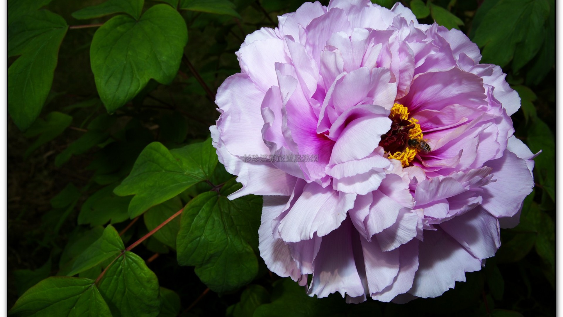 玻璃花坊-杉林溪旅遊景點