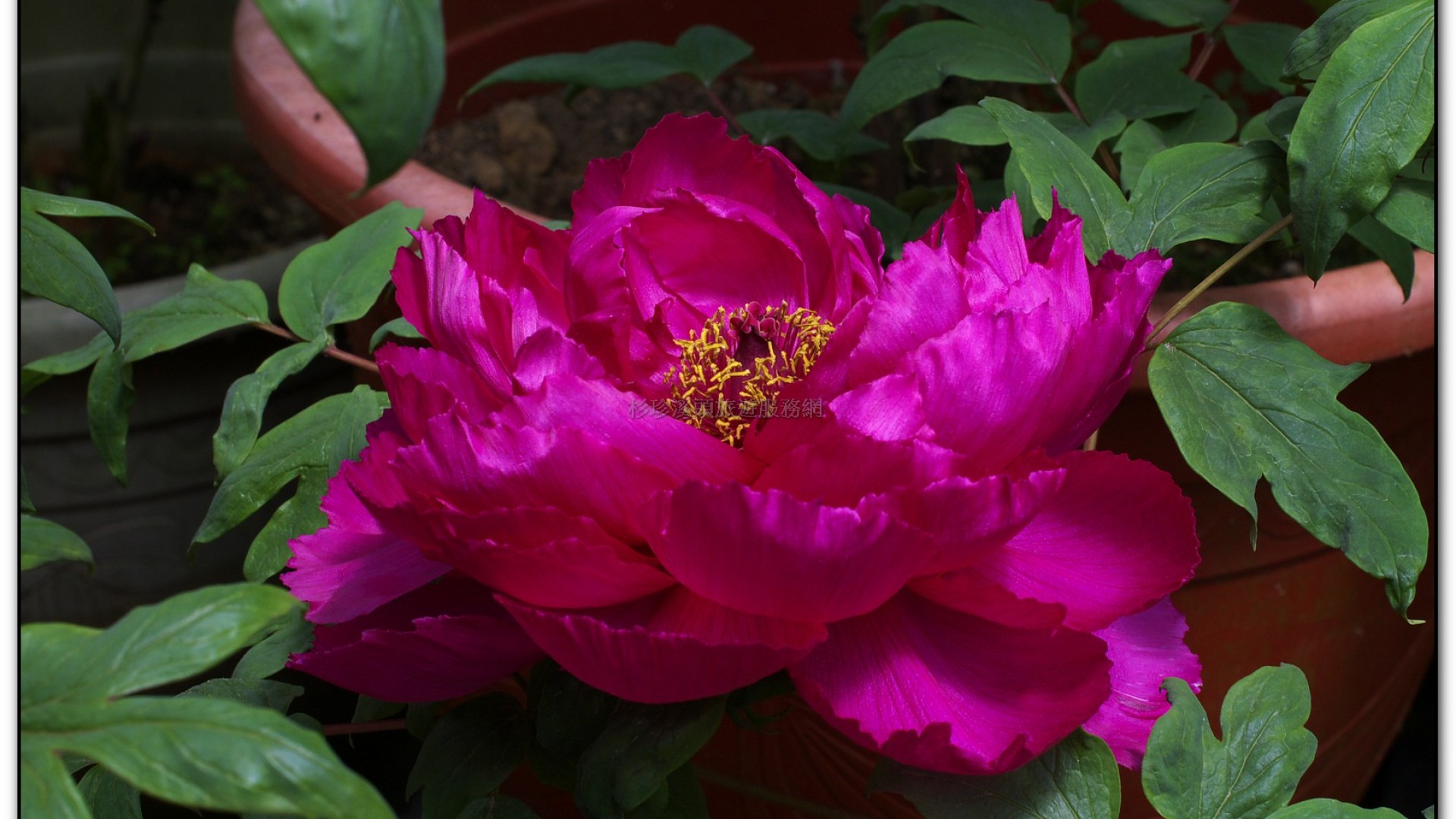 玻璃花坊-杉林溪旅遊景點