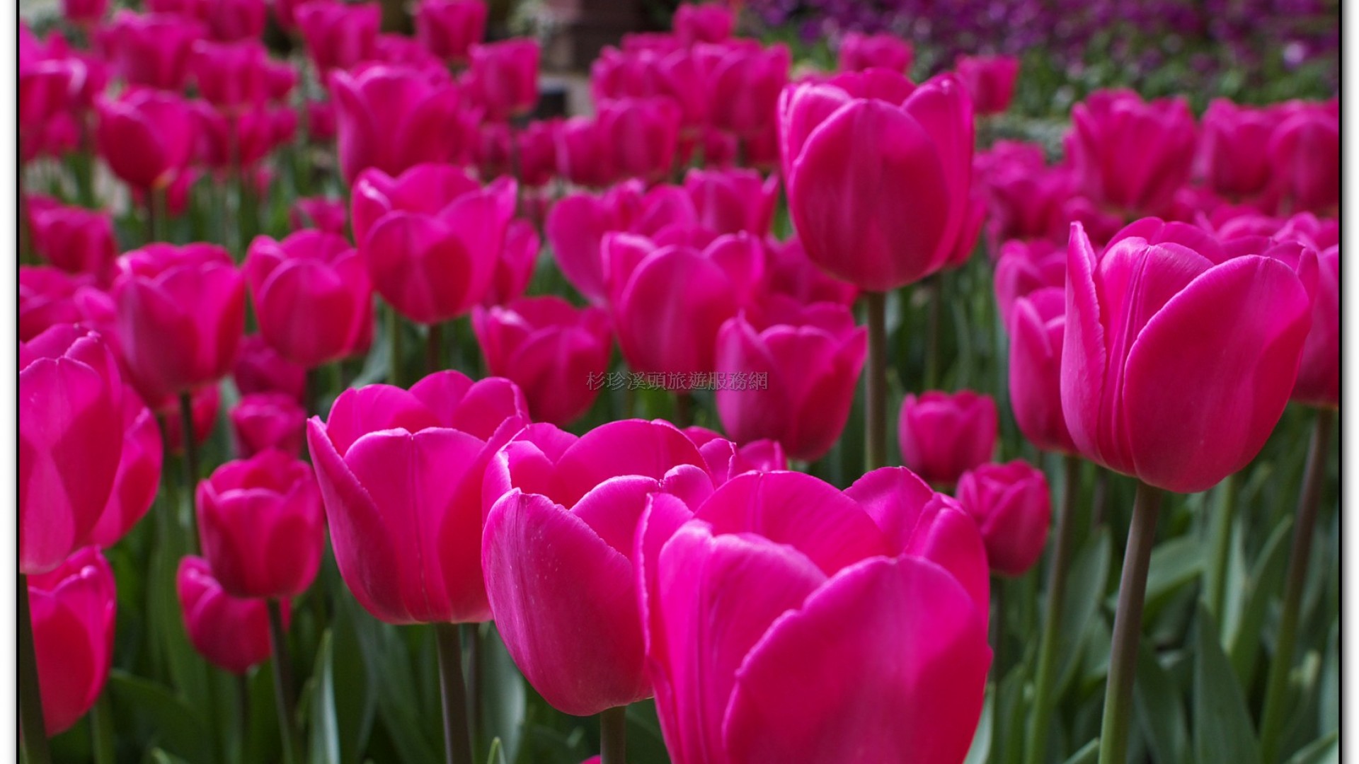 玻璃花坊-杉林溪旅遊景點