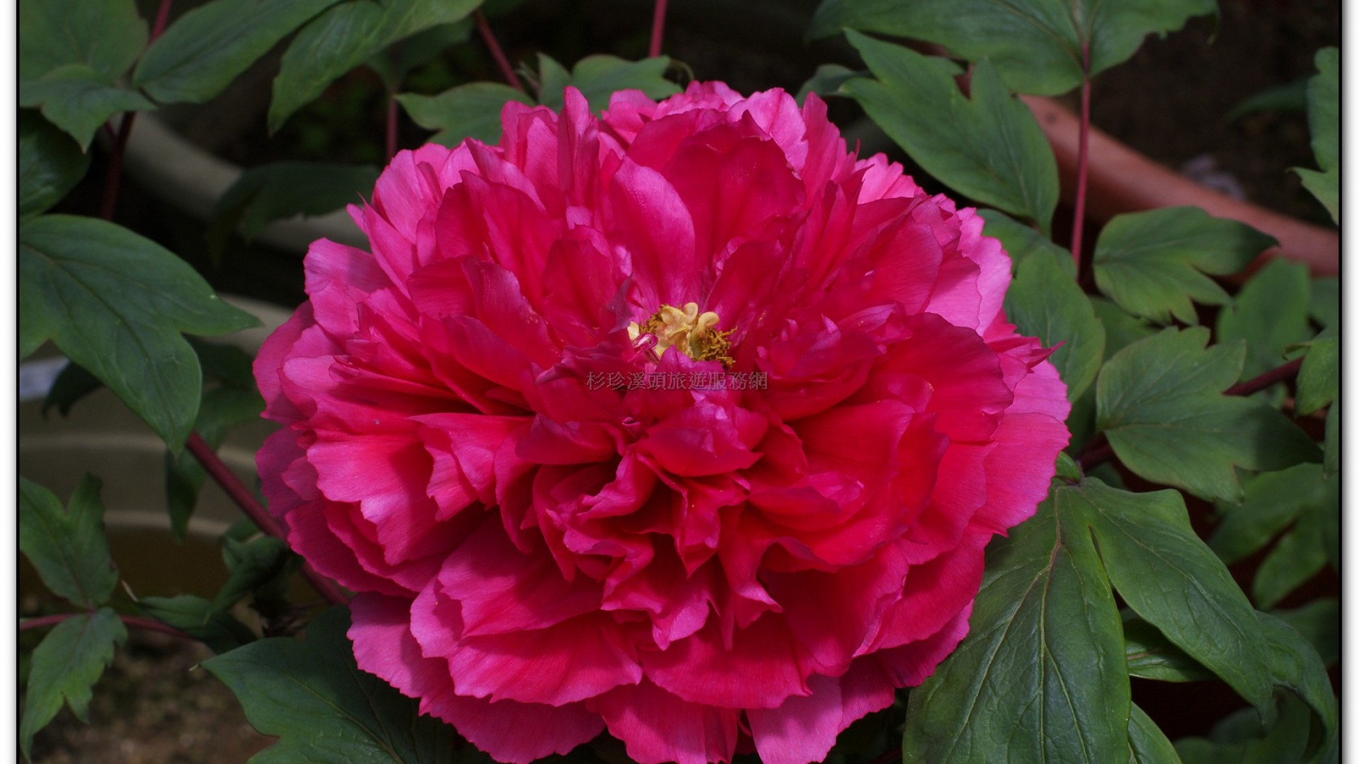 玻璃花坊-杉林溪旅遊景點