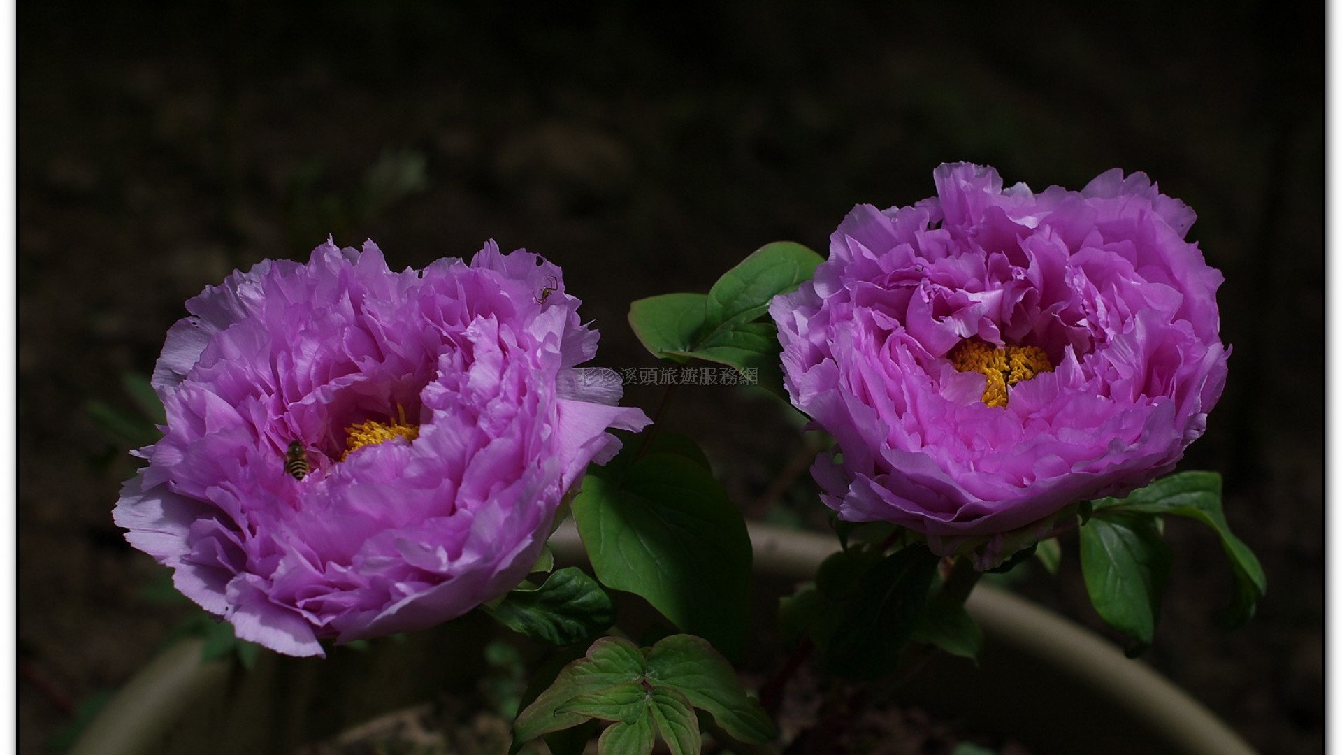 玻璃花坊-杉林溪旅遊景點