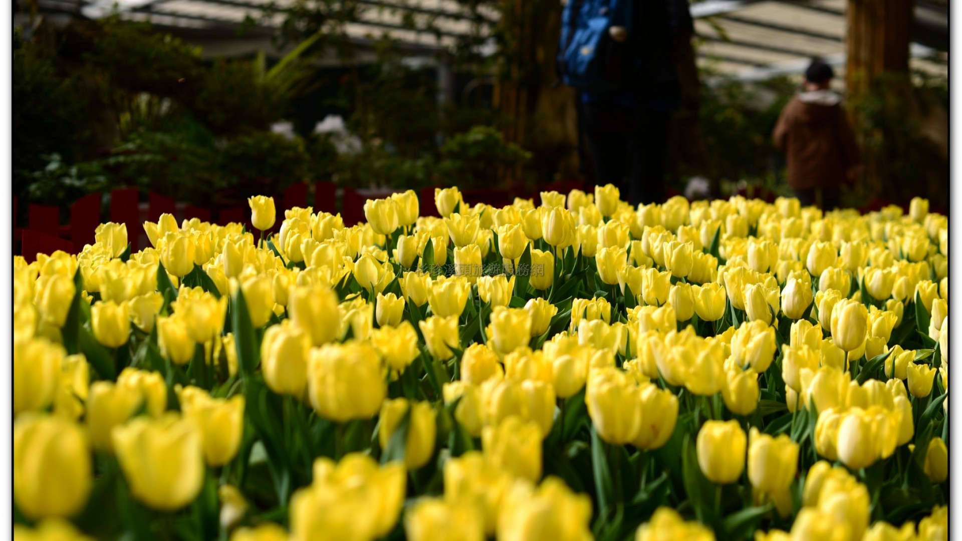 玻璃花坊-杉林溪旅遊景點
