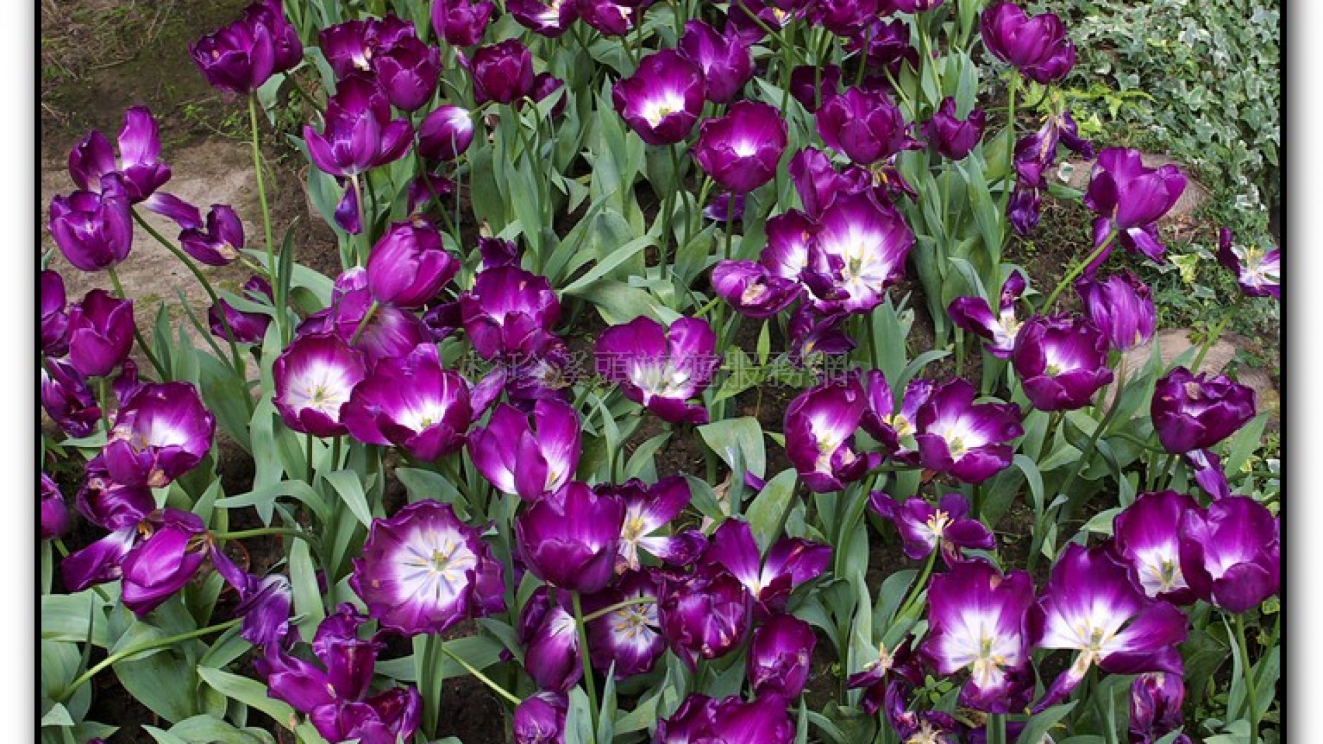 玻璃花坊-杉林溪旅遊景點