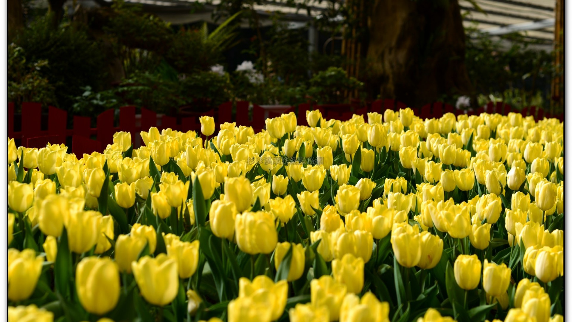 玻璃花坊-杉林溪旅遊景點