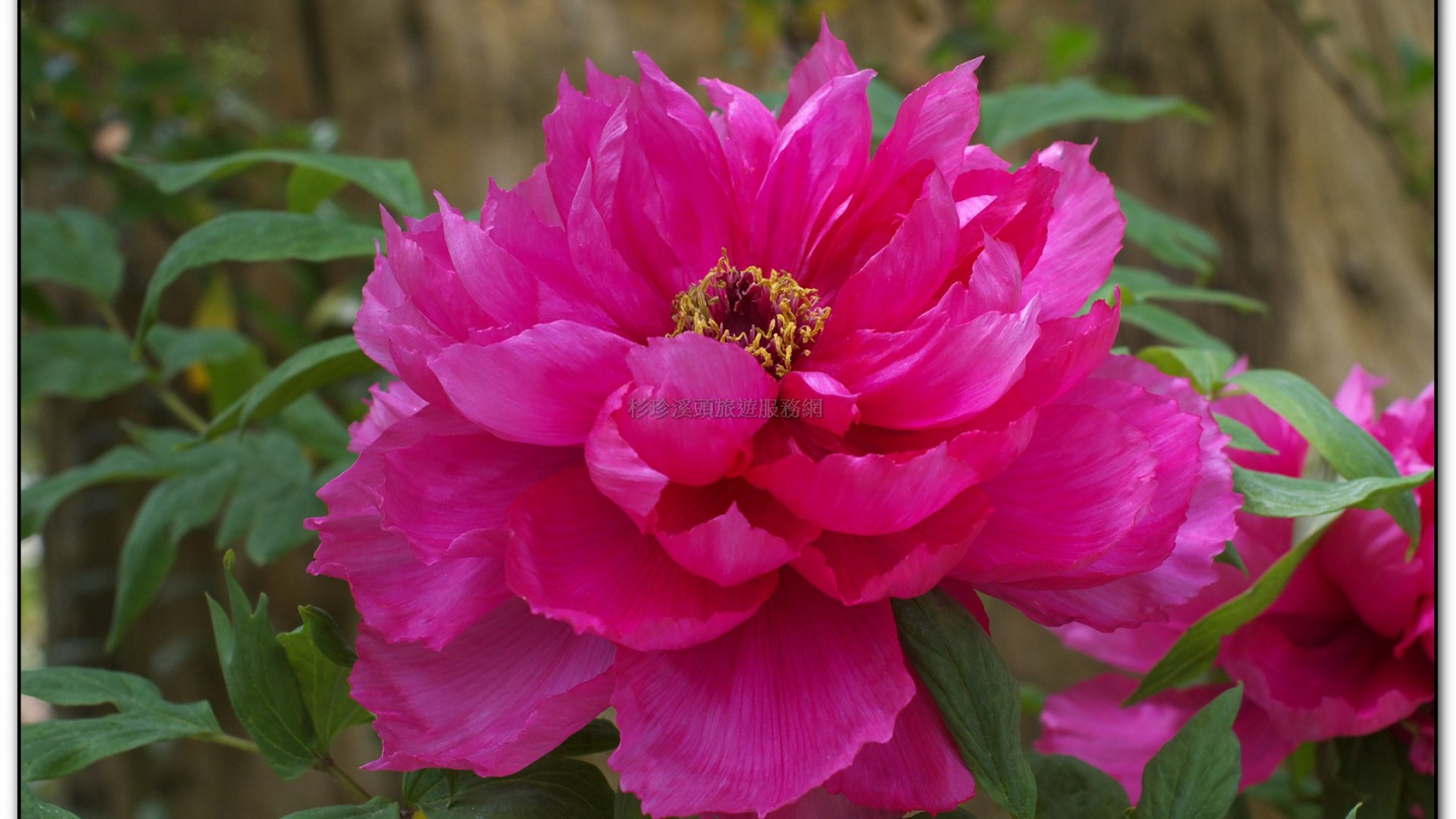 玻璃花坊-杉林溪旅遊景點