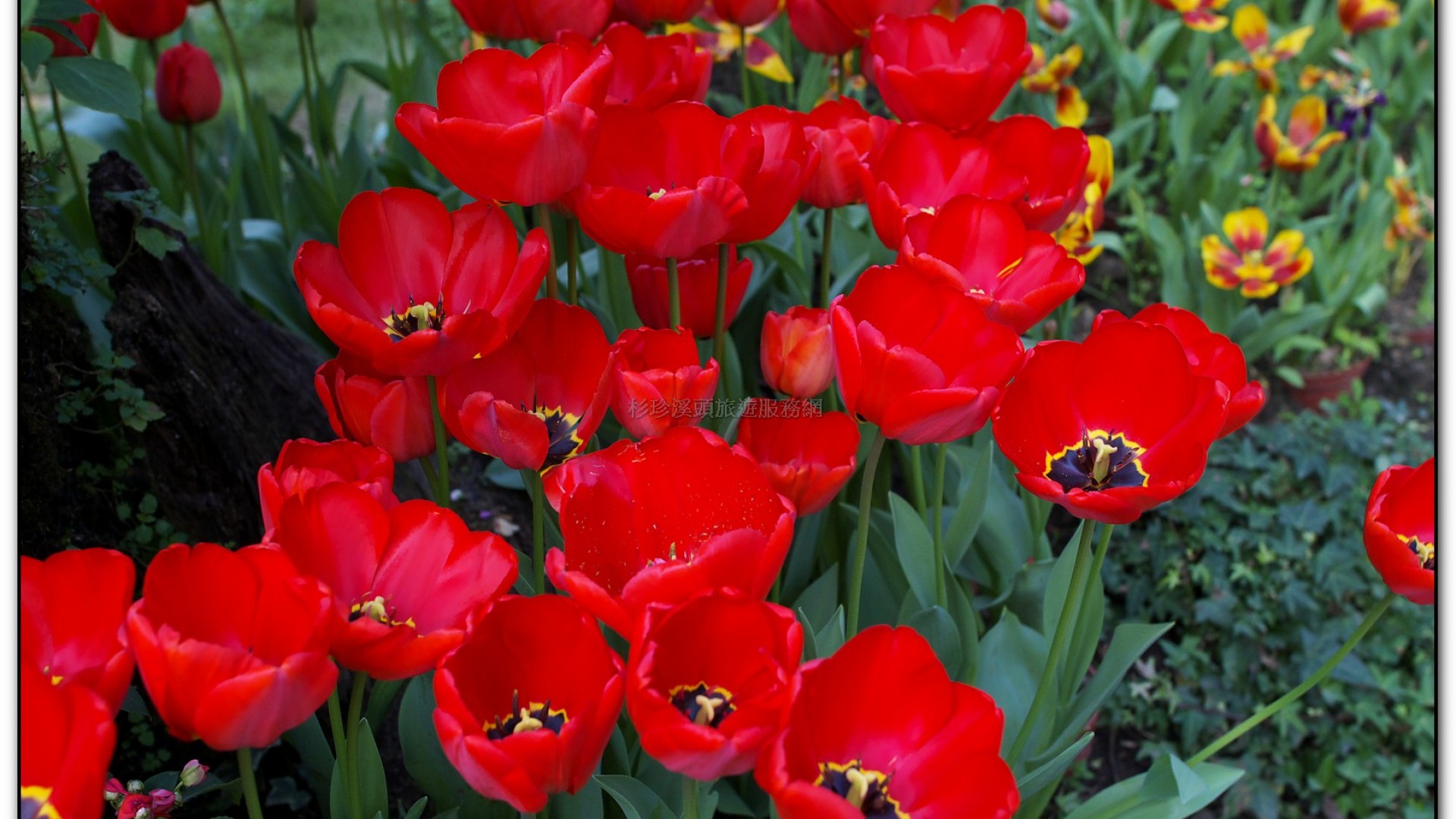 玻璃花坊-杉林溪旅遊景點