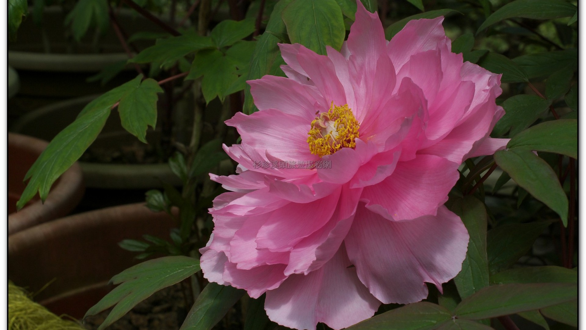 玻璃花坊-杉林溪旅遊景點