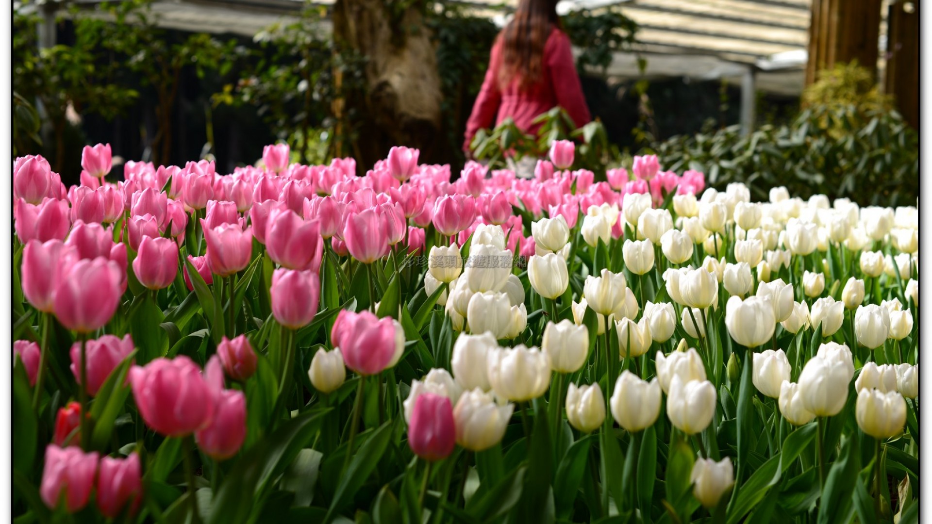玻璃花坊-杉林溪旅遊景點