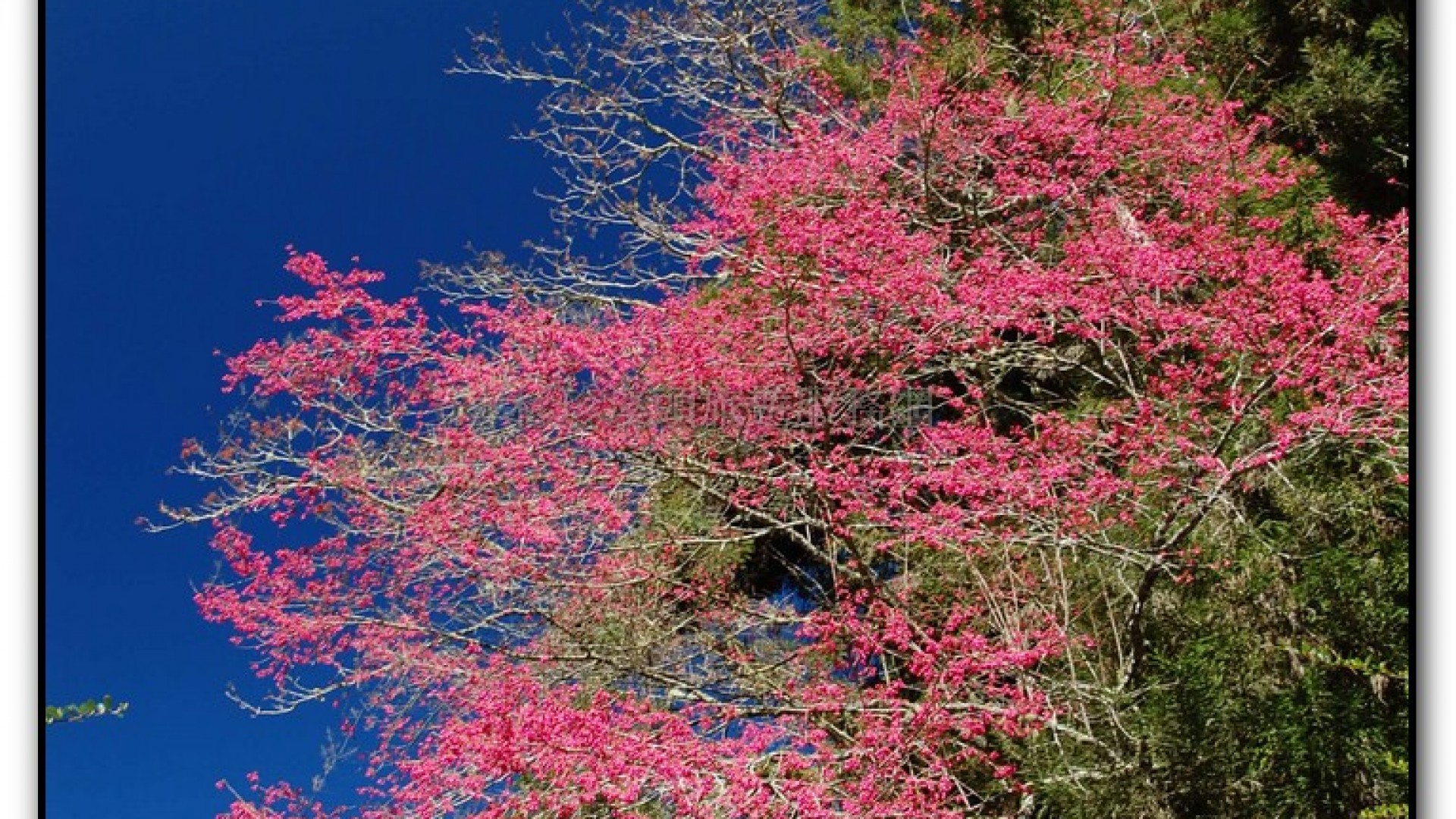 玻璃花坊-杉林溪旅遊景點