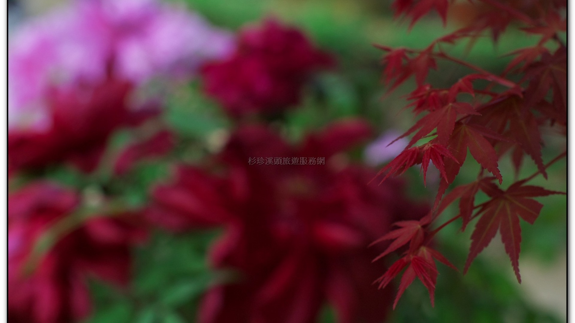 玻璃花坊-杉林溪旅遊景點