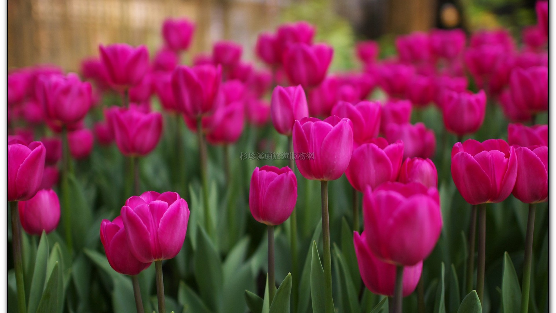 玻璃花坊-杉林溪旅遊景點