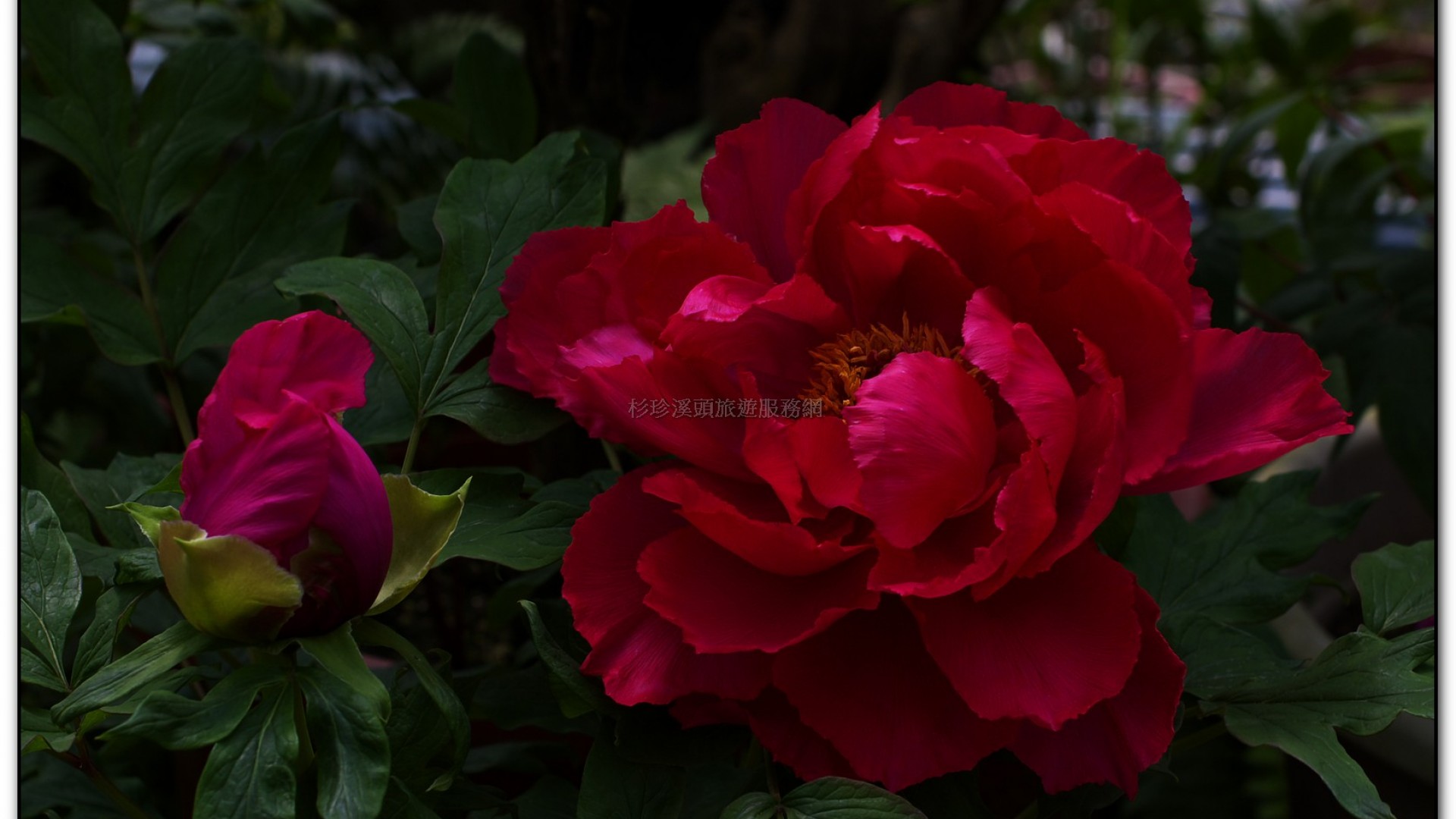 玻璃花坊-杉林溪旅遊景點