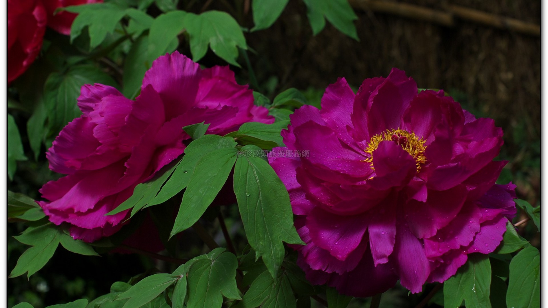 玻璃花坊-杉林溪旅遊景點