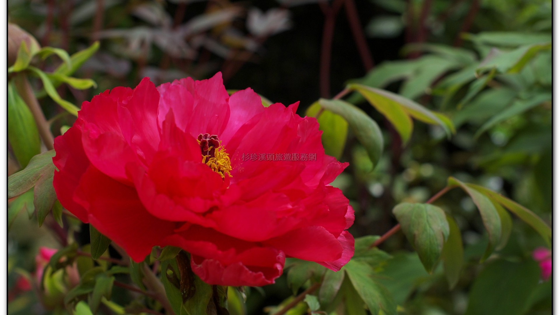 玻璃花坊-杉林溪旅遊景點