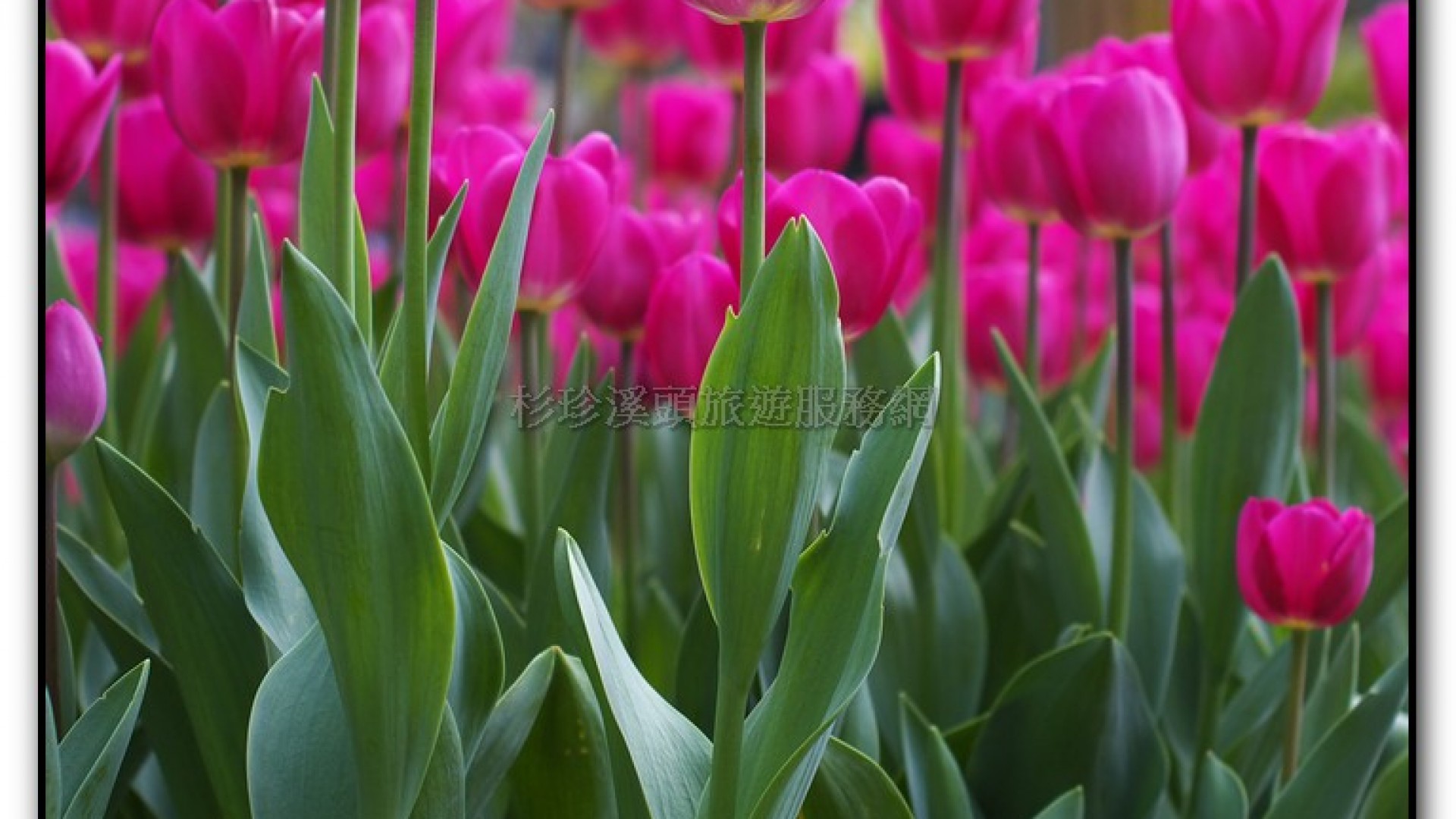 玻璃花坊-杉林溪旅遊景點