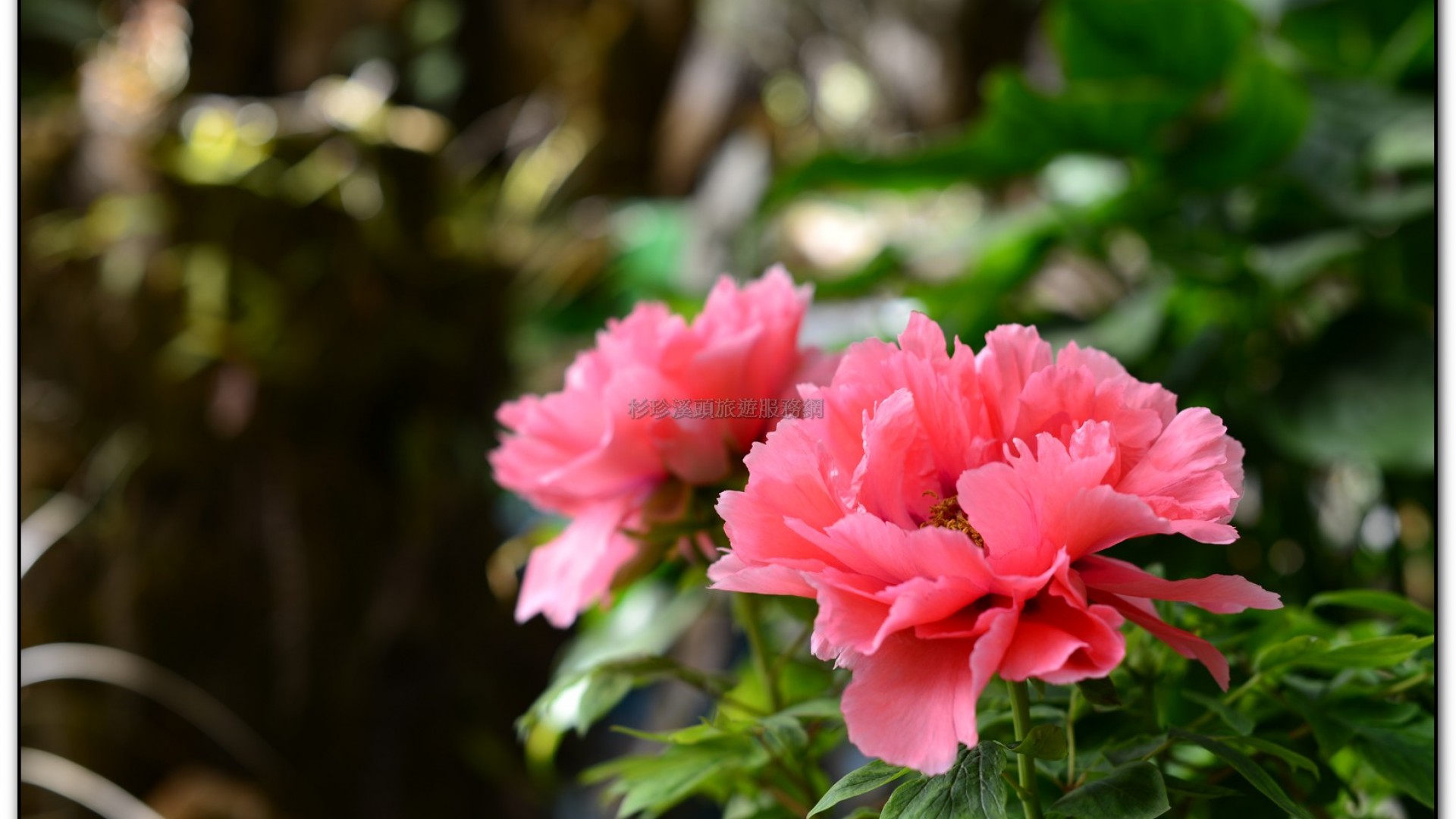 玻璃花坊-杉林溪旅遊景點