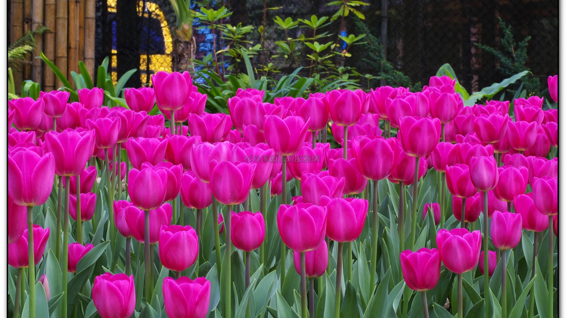 玻璃花坊-杉林溪旅遊景點